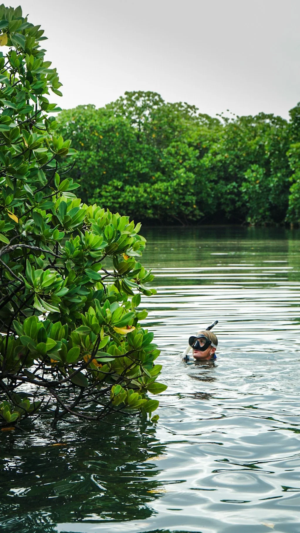 A person in snorkeling gear swimming near mangrove trees in a calm, greenish body of water.