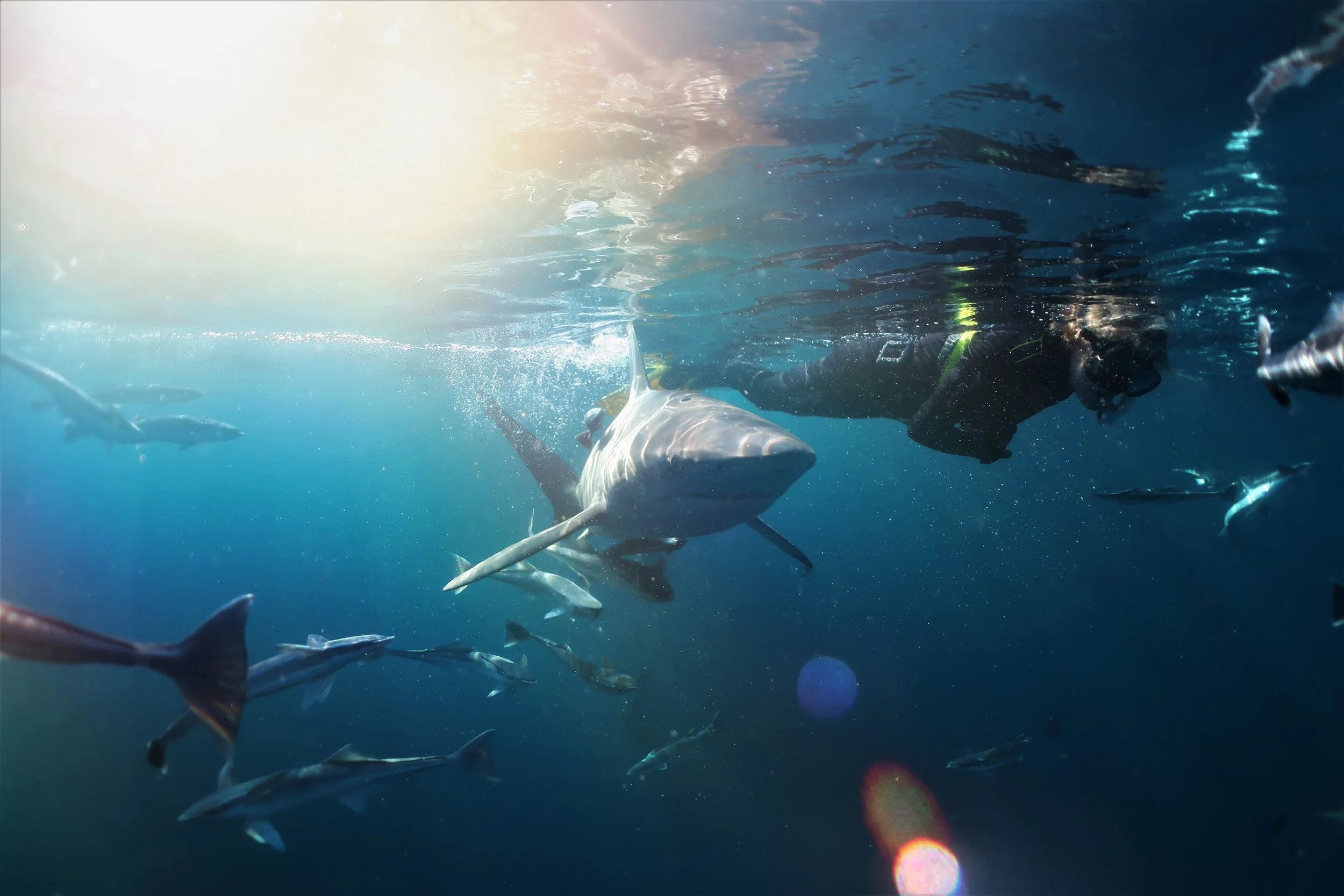 A scuba diver underwater with a large shark and several smaller fish swimming around.