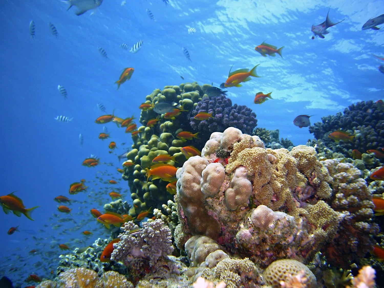 Underwater scene with various colorful fish swimming around a coral reef.