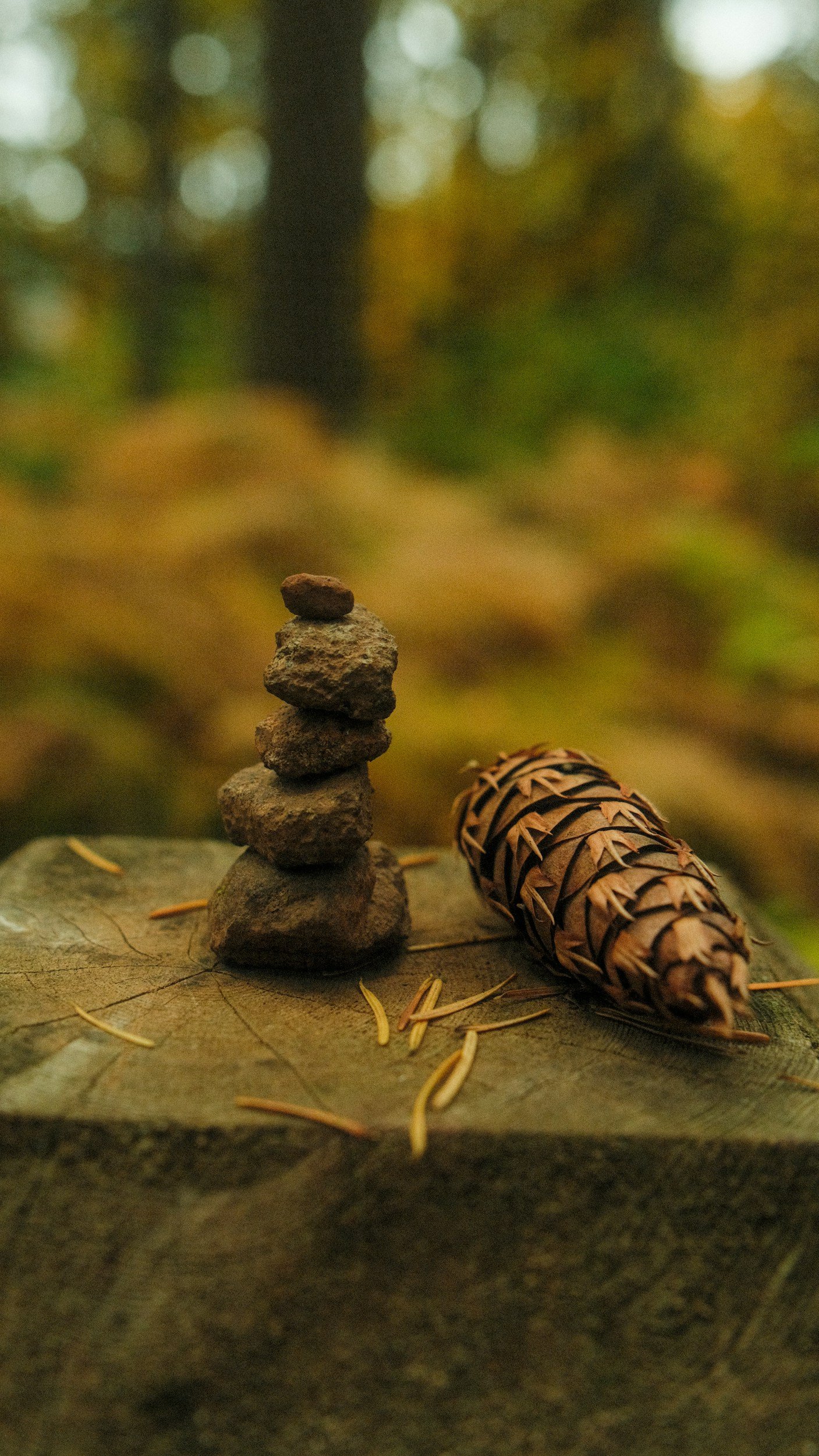 stones and pine cone for nature connection activity