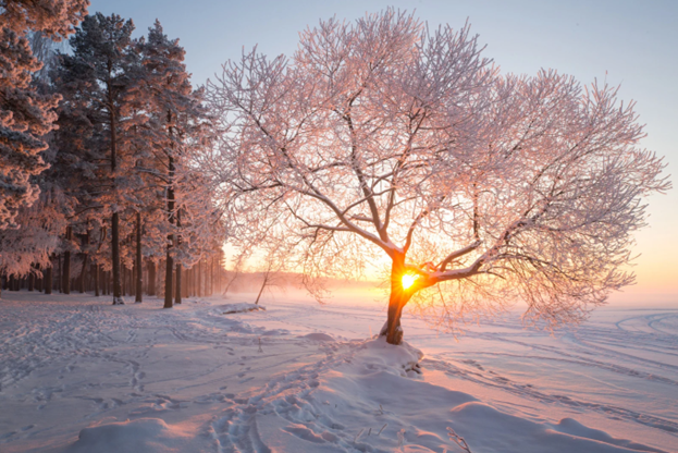 Seasonal Affective Disorder: Why Winter Hits So Hard and What You Can Do