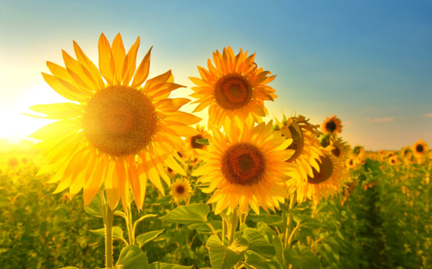 When Summer Feels Too Hot: Supporting the Fire Element
