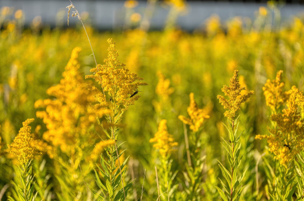 Goldenrod: Medicine from the Field’s Edge