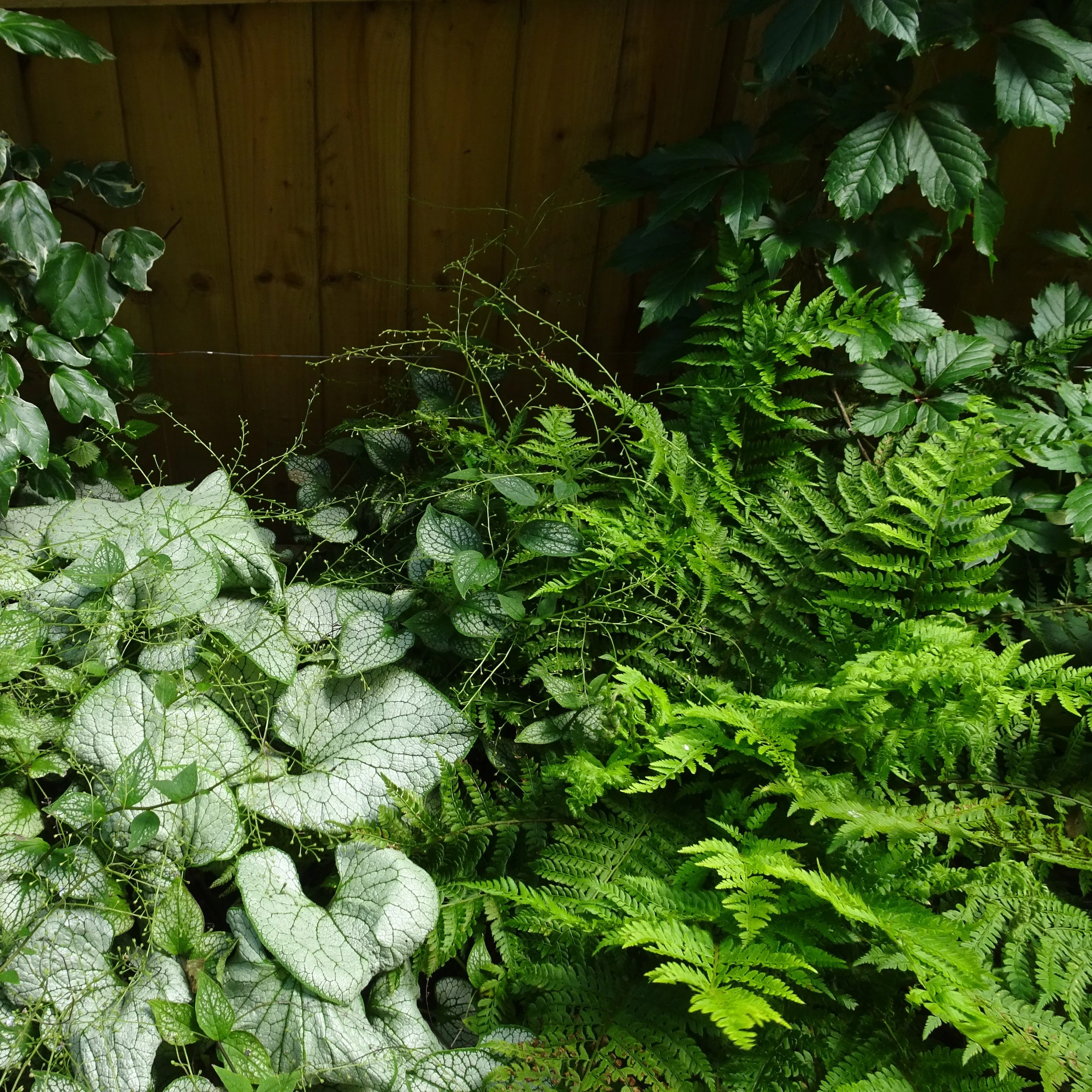 DSC01386 c.jpg