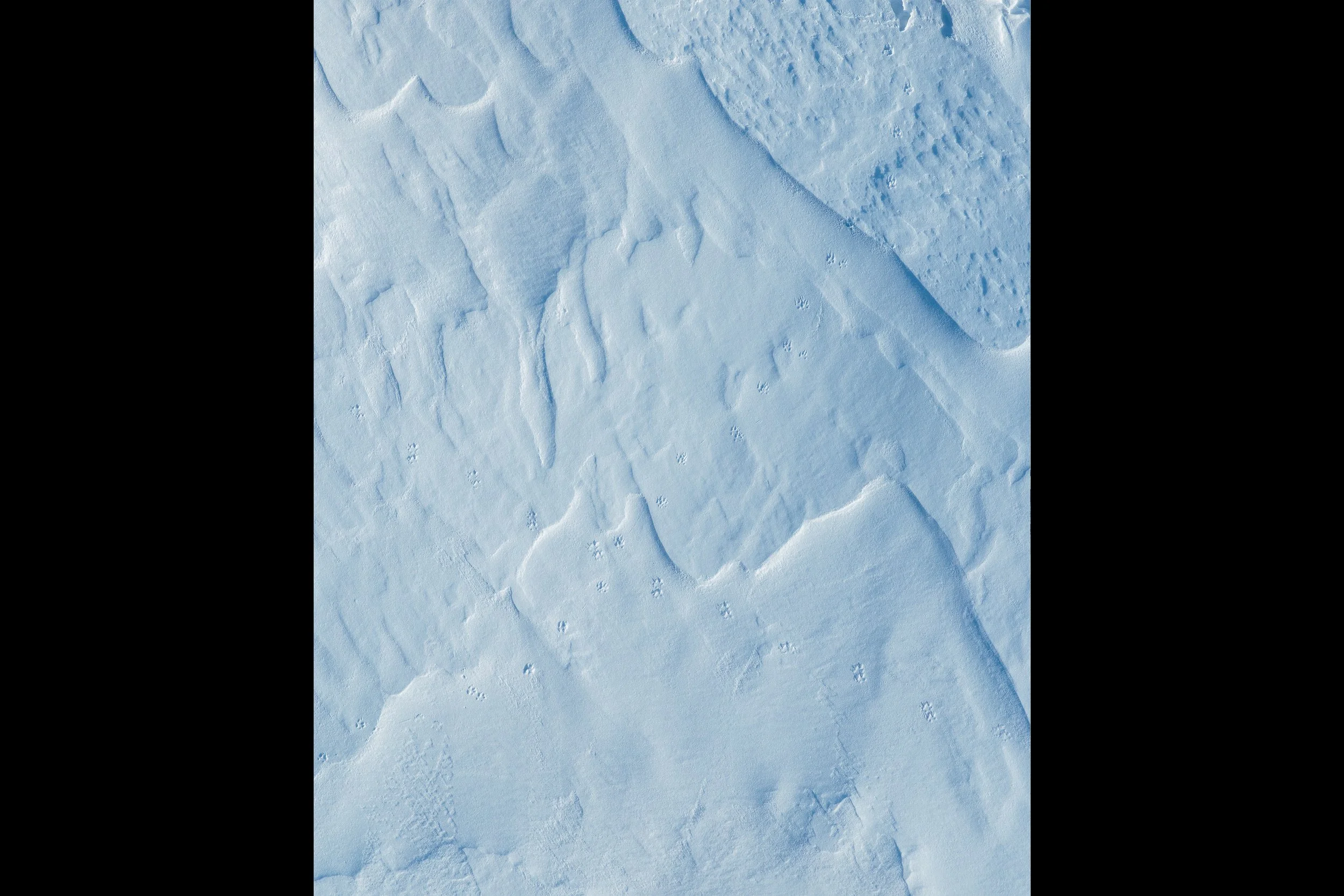 Inghams Campaign 2026