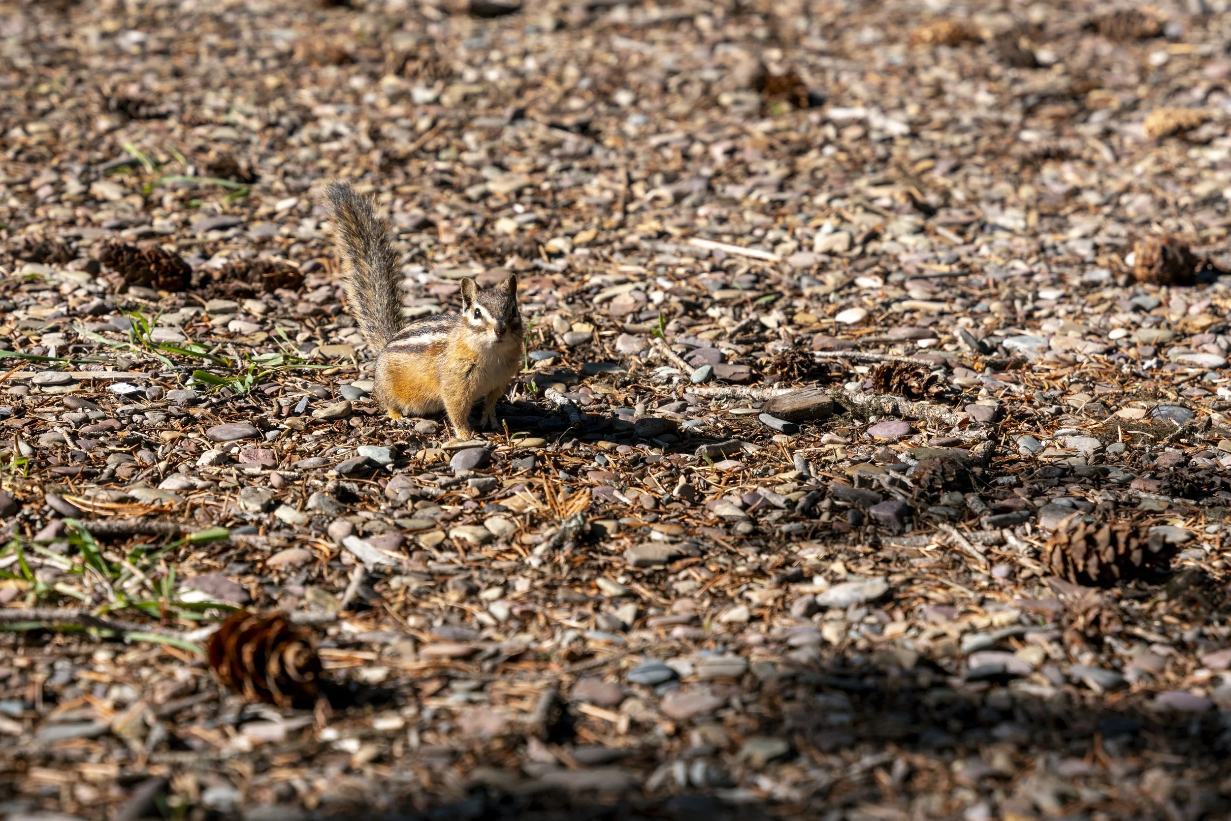 2024.06.02_Glacier NP Edit_34.jpg