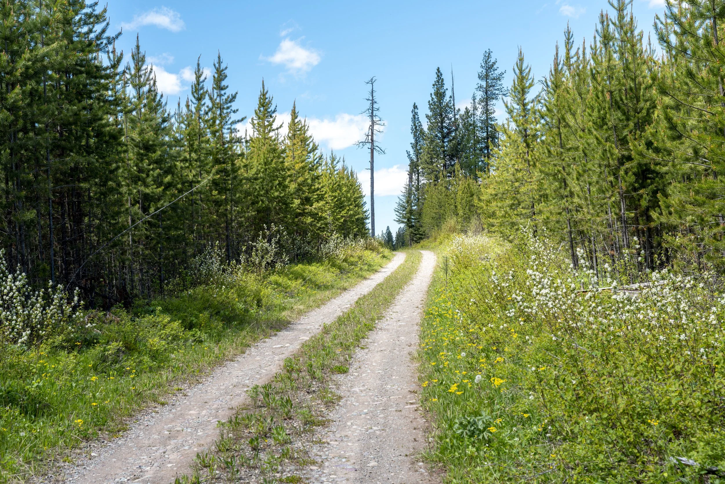 2024.06.02_Glacier NP Edit_13.jpg
