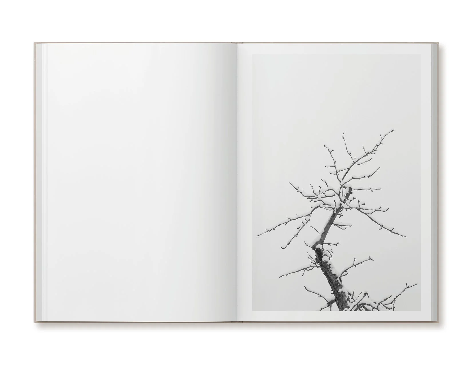 ellen-harasimowicz-overheard-in-the-orchard-book-6.jpg