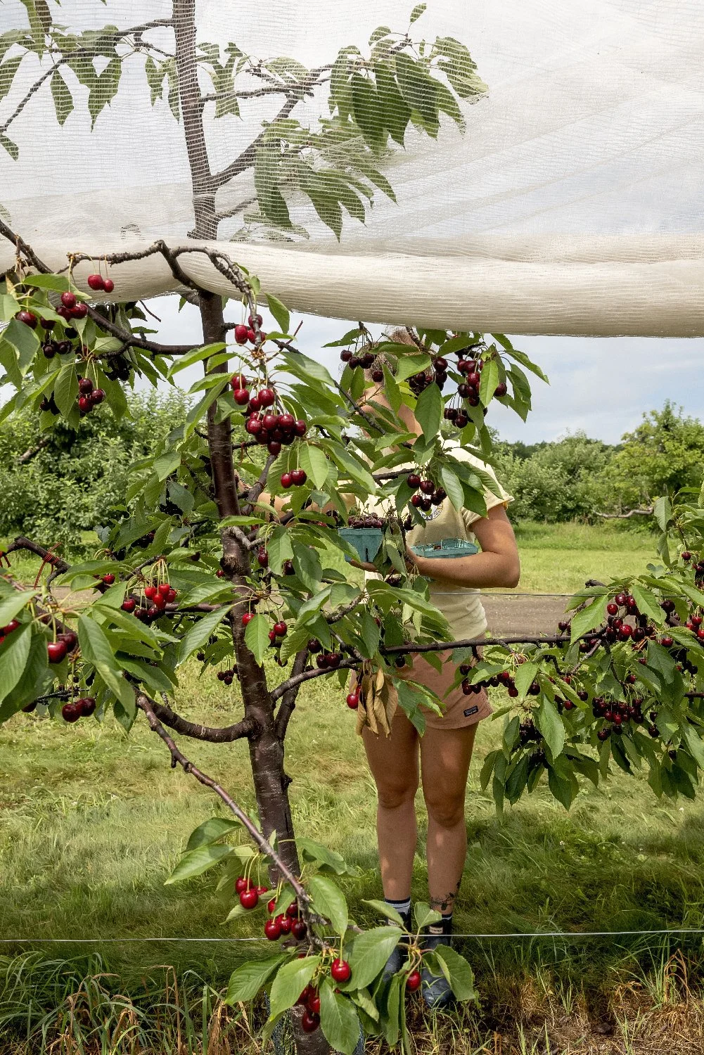 Orchard Women of Harvard