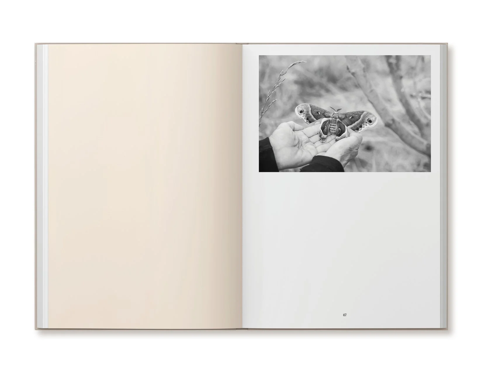 ellen-harasimowicz-overheard-in-the-orchard-book-7.jpg