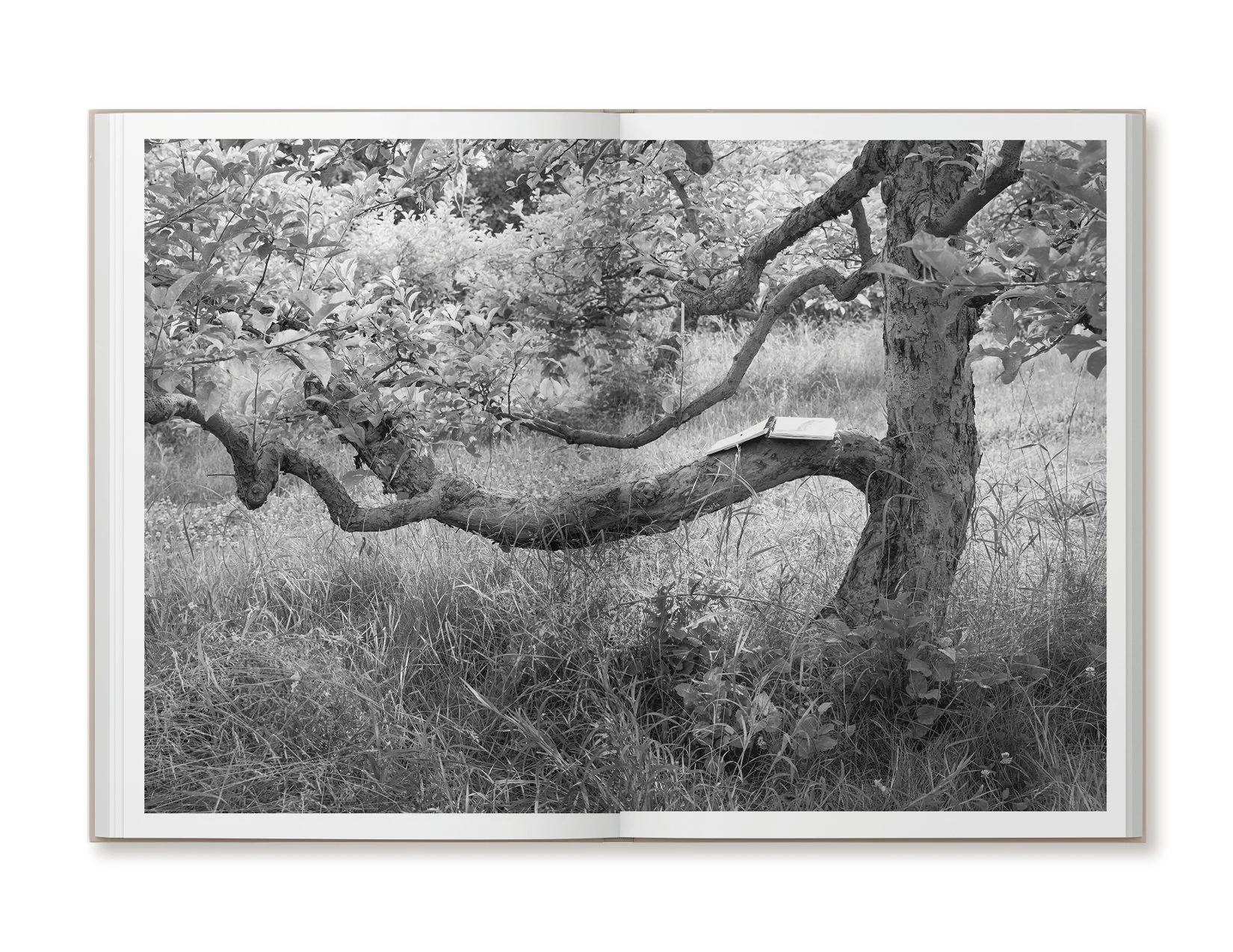ellen-harasimowicz-overheard-in-the-orchard-book-8.jpg