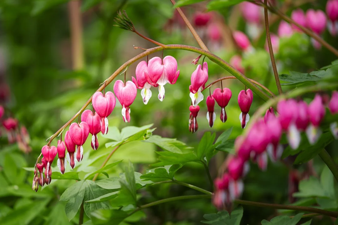 bleeding hearts.jpg