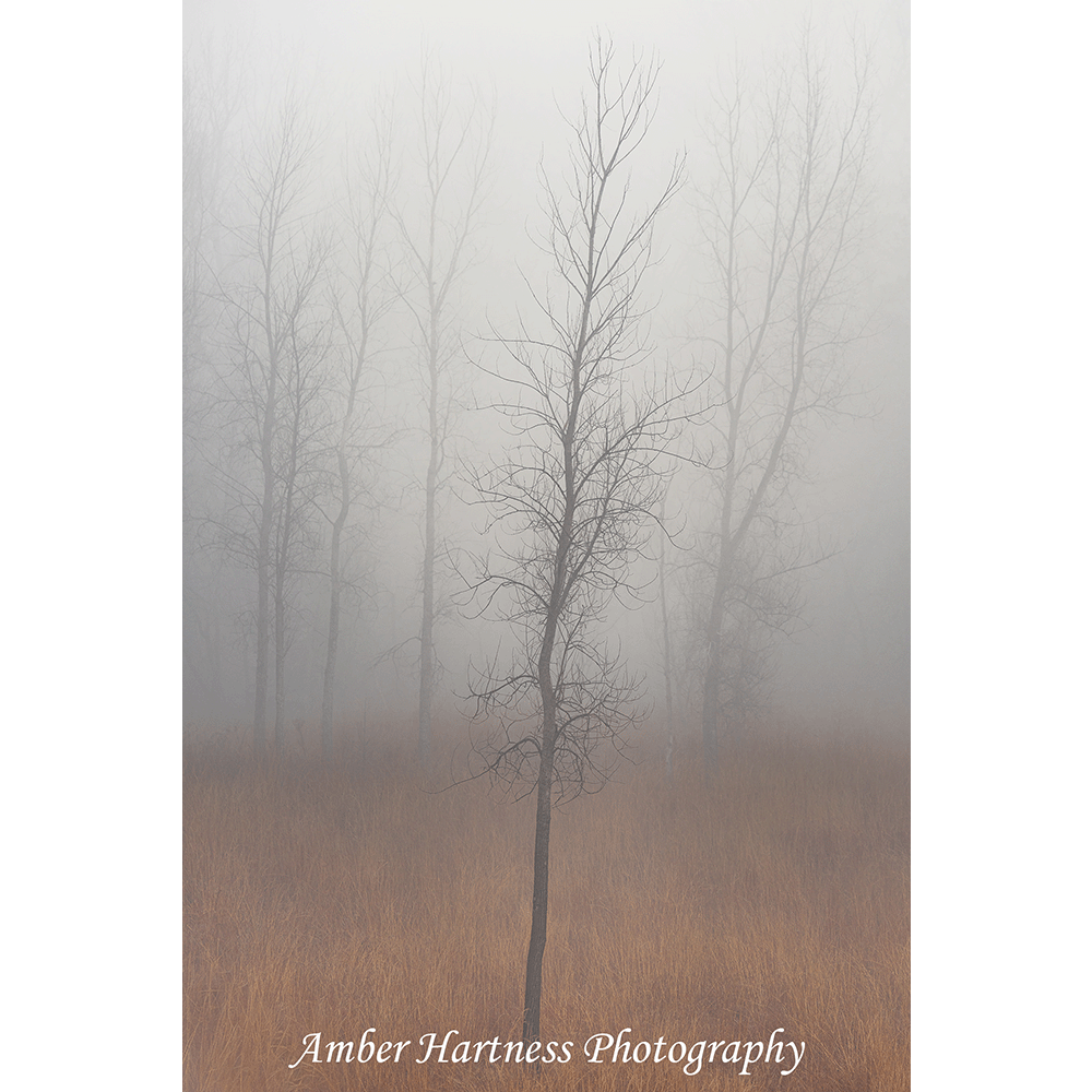 only picture canvas.png