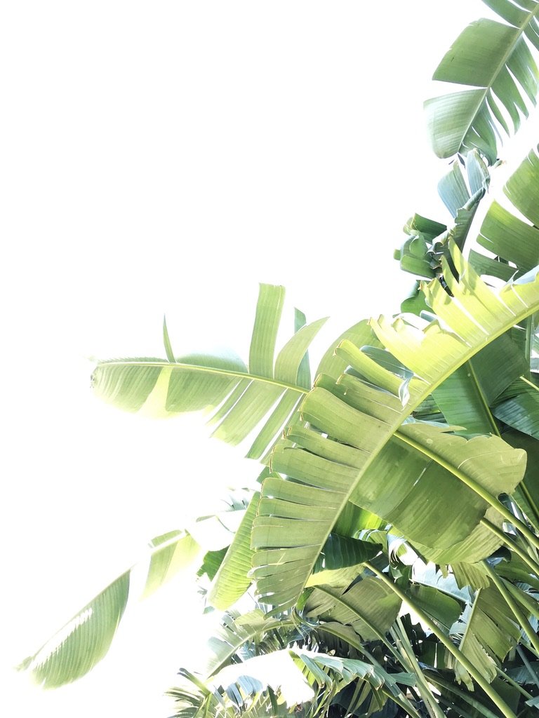 California Palm