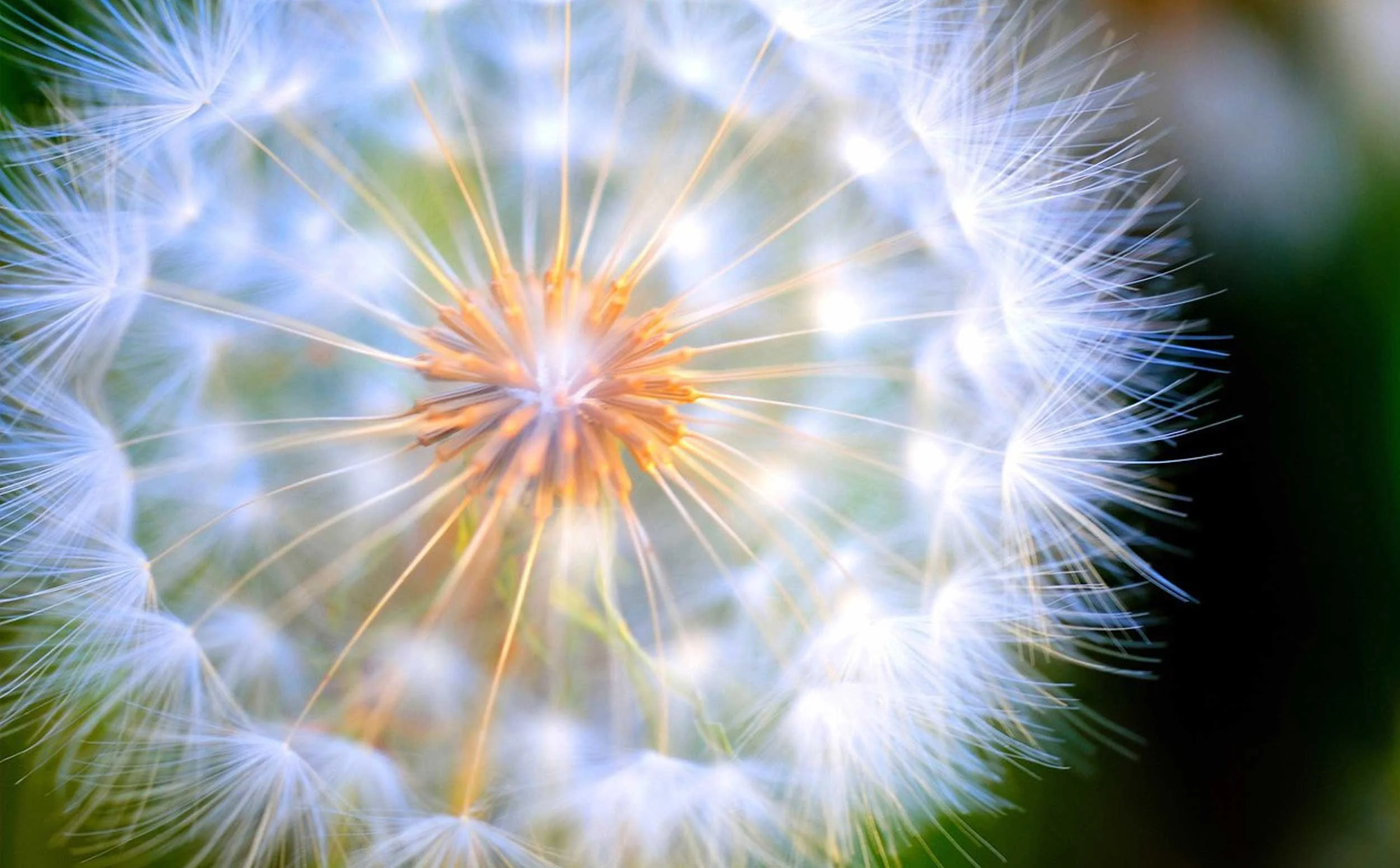 Close-up of a dandelion seed head with white, fluffy seed parachutes and yellowish seeds in the center, against a blurred green background.