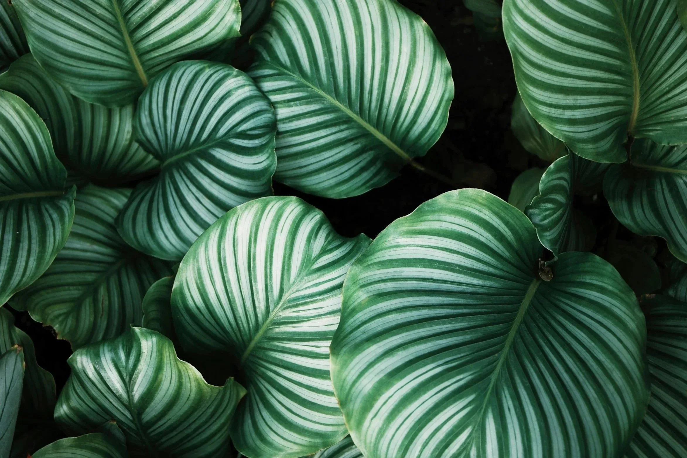 large striped leaves