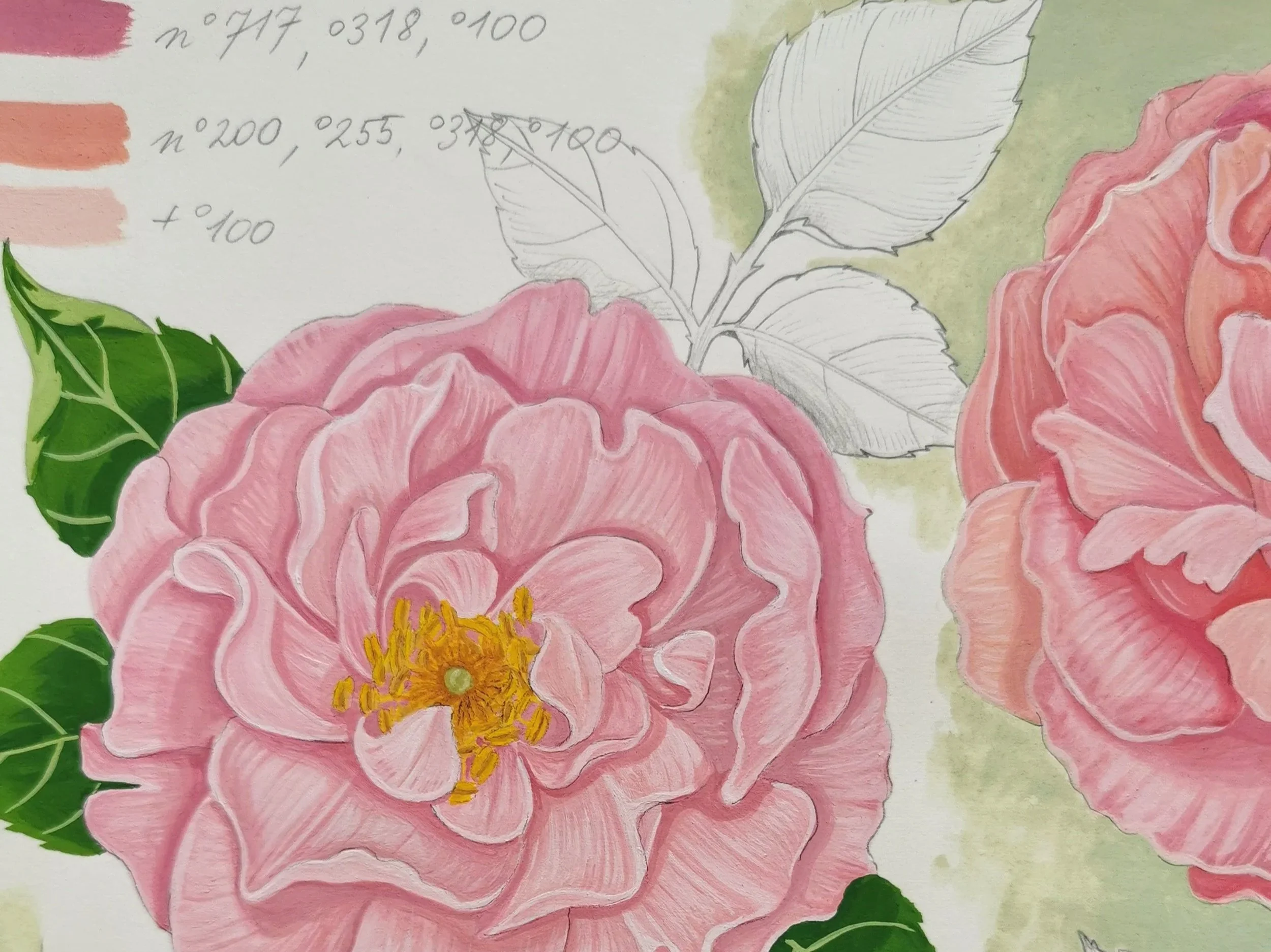 6_Rose_illustrationWeronikaAnnaRosa.jpg