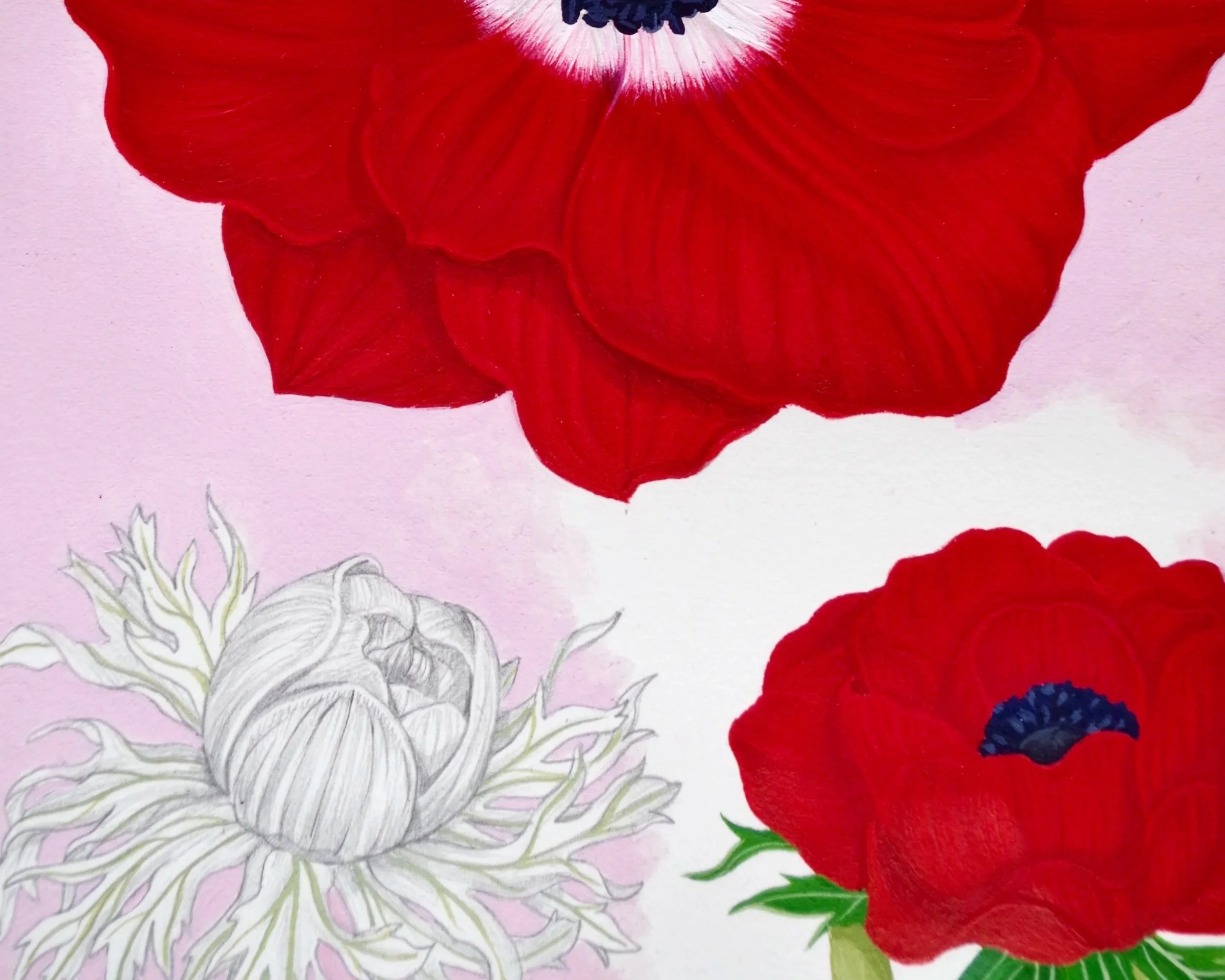 1_WeronikaAnnaRosa_AnemoneCoronaria.jpg