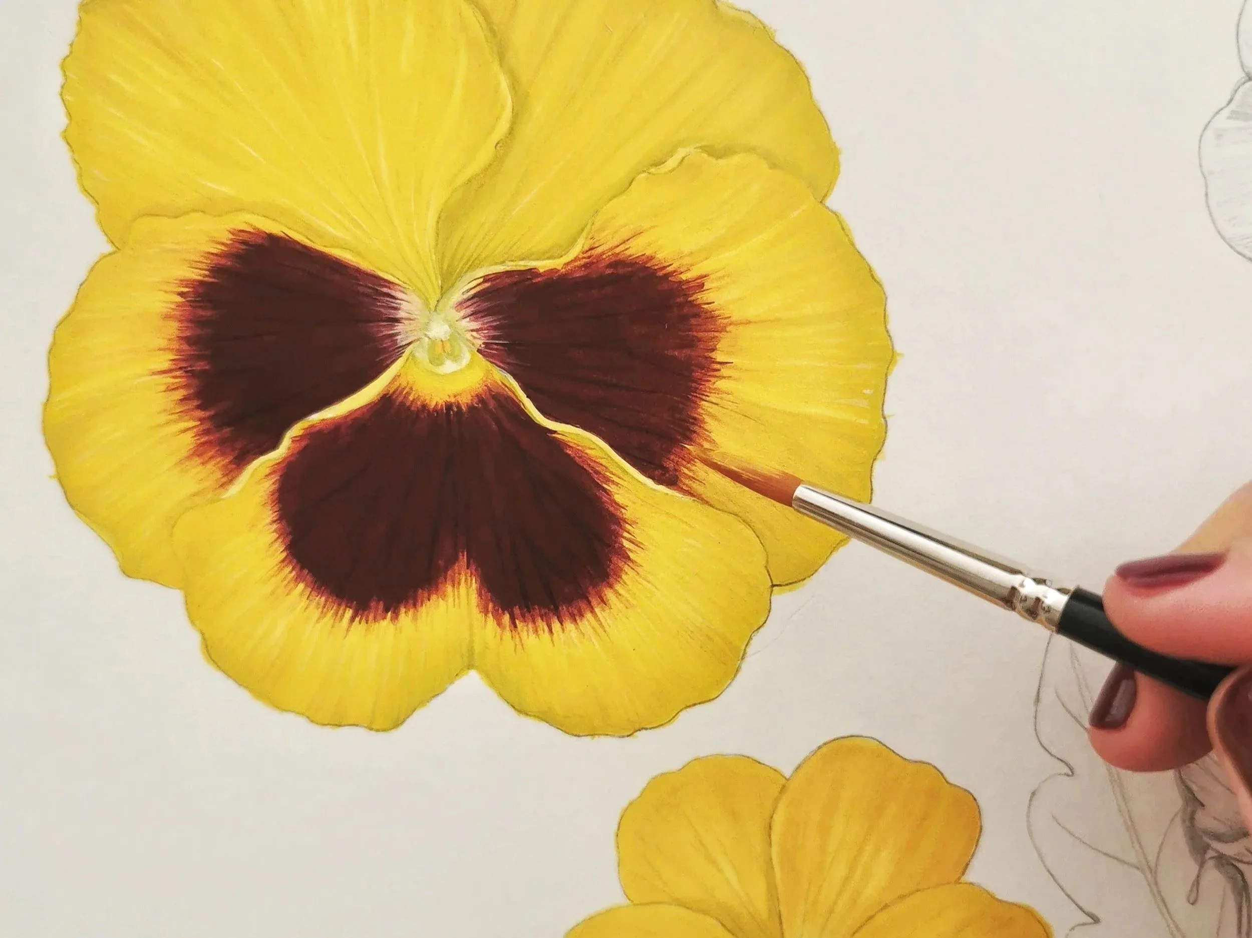 2_pansy_botanical_illustration_WeronikaAnnaRosa.jpg