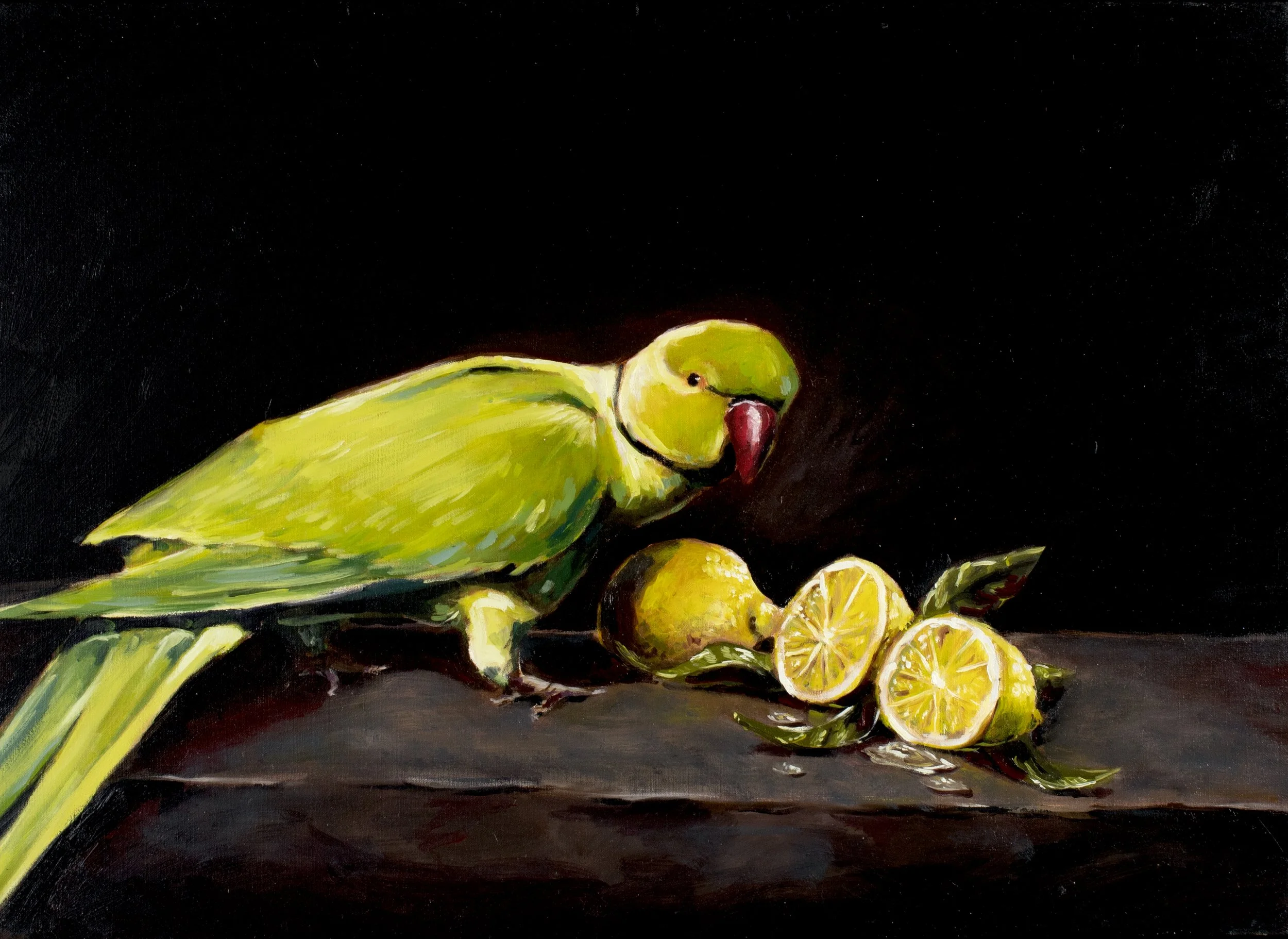 Roman Parrot