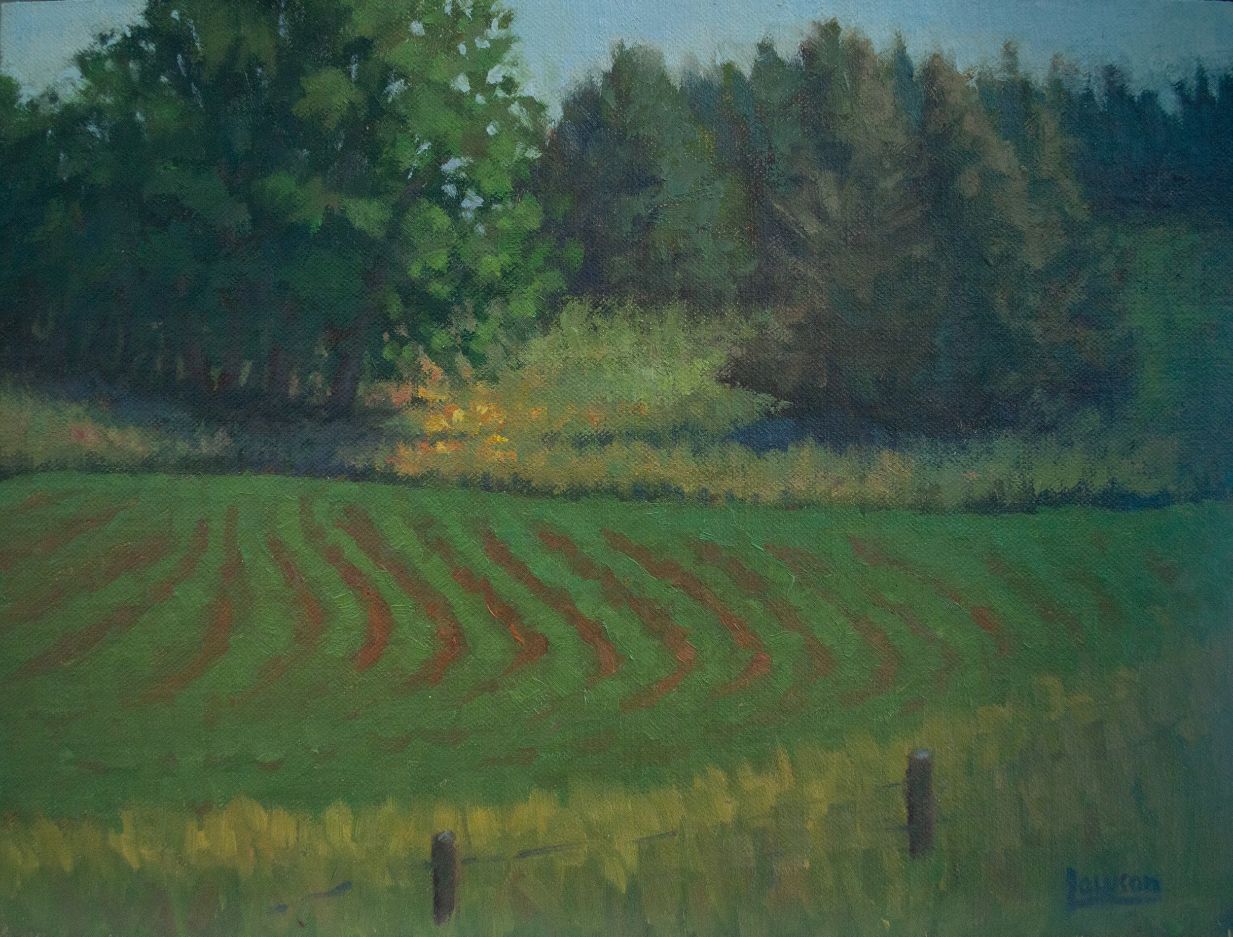 Canton Field & Trees