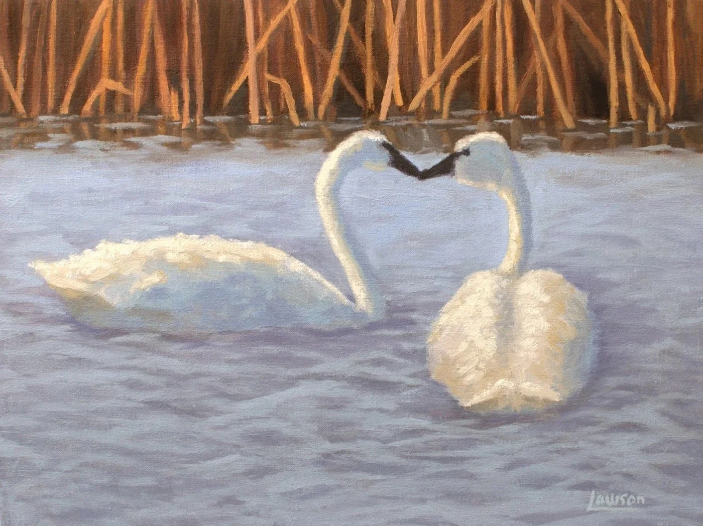 Two swans forming a heart shape with their necks on a lake with reeds in the background.