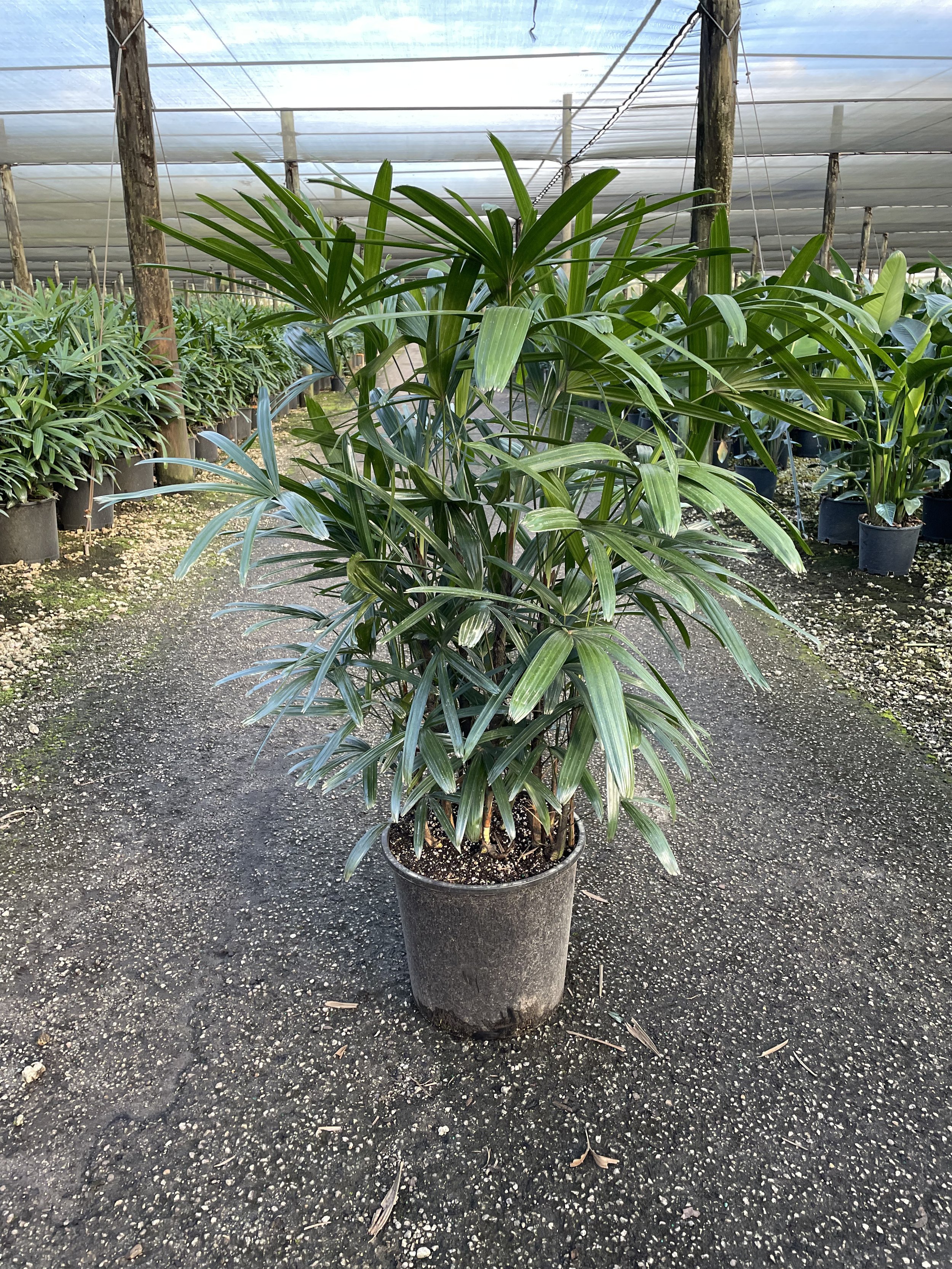 10" Rhapis Excelsa 3-3.5'