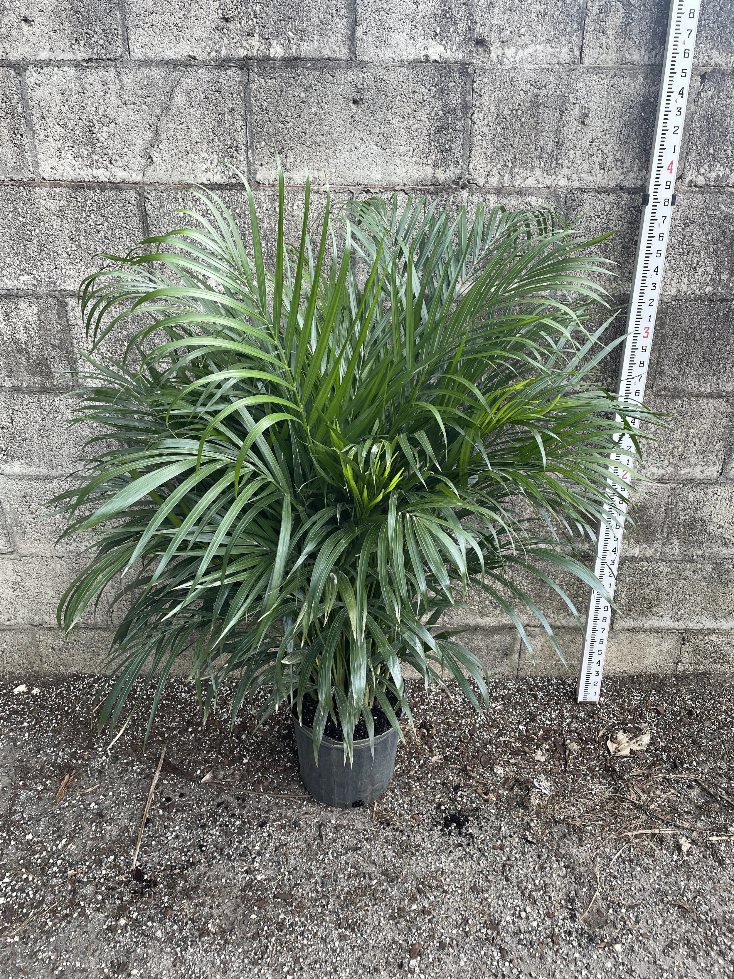 10" Areca Palm