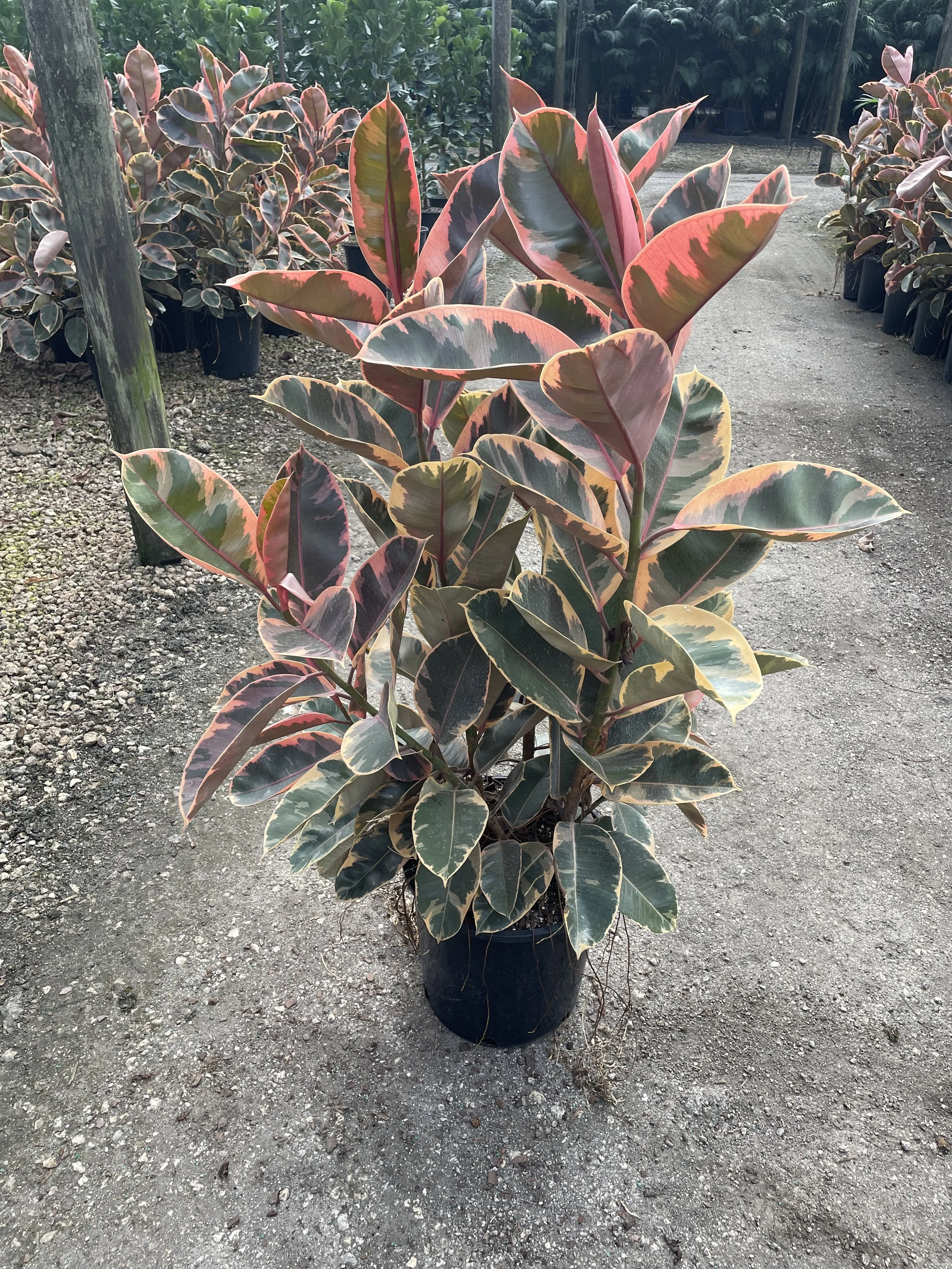 14" Ficus Ruby Bush 3ppp
