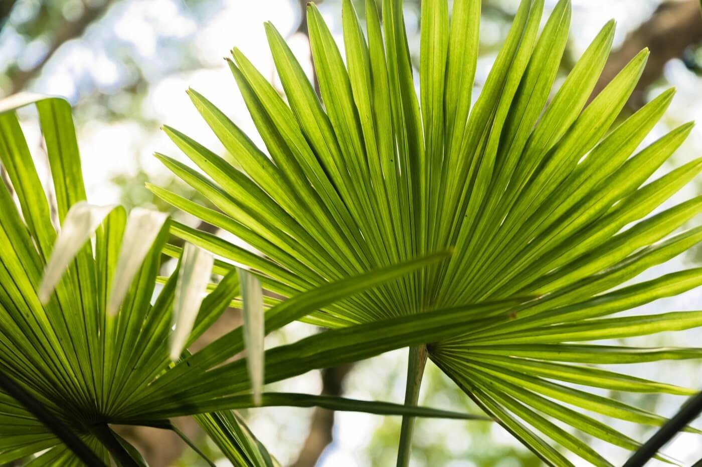 Ultimate-Guide-to-Chinese-Fan-Palm-Care-at-Home.jpeg