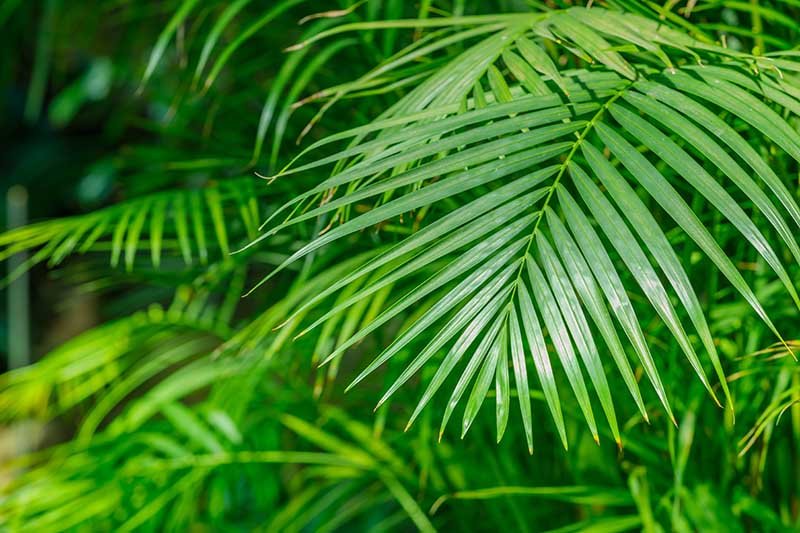 Areca-Palm-Fronds-Growing-Indoors.jpg