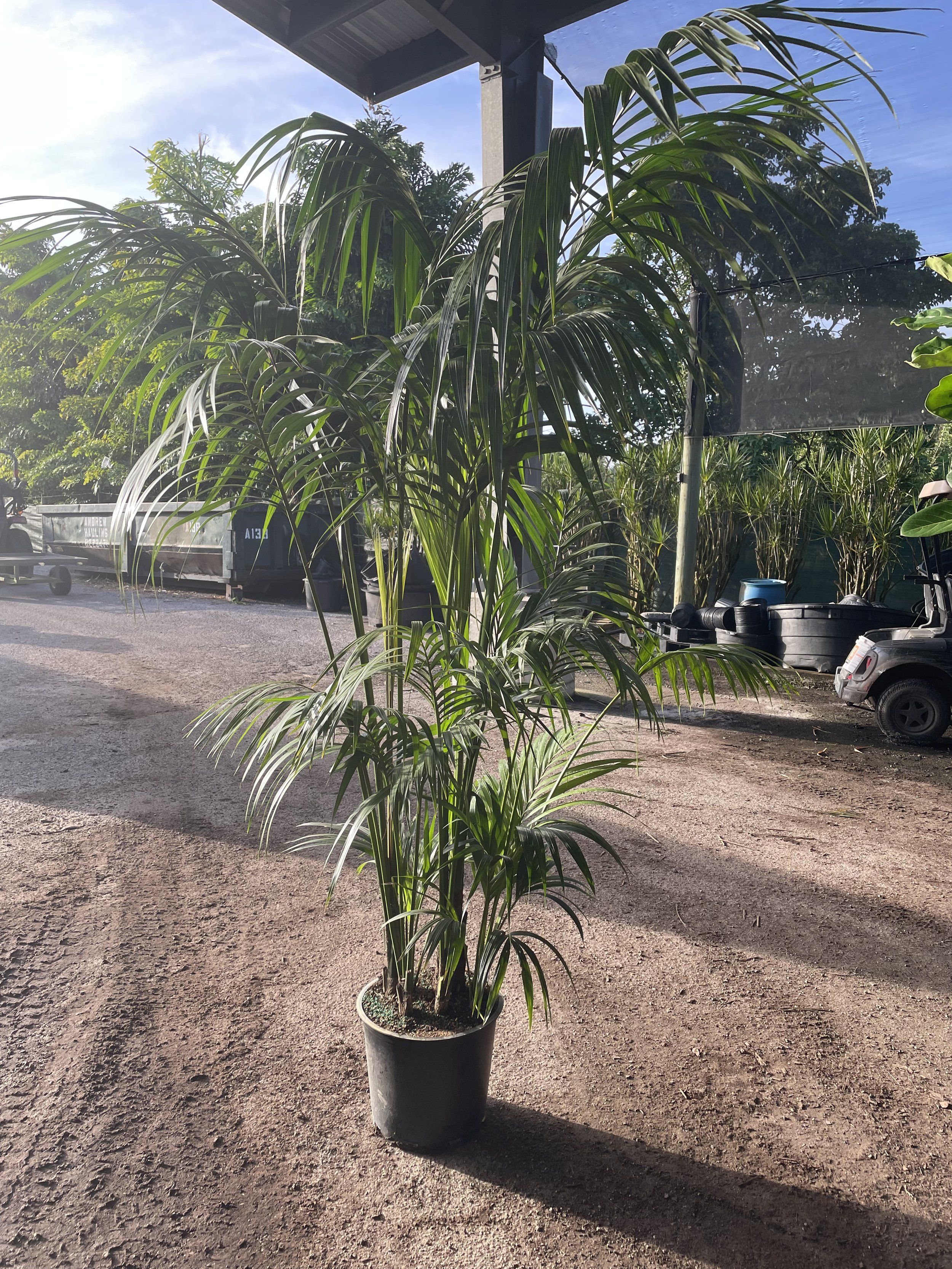 12 Kentia Palm.jpg