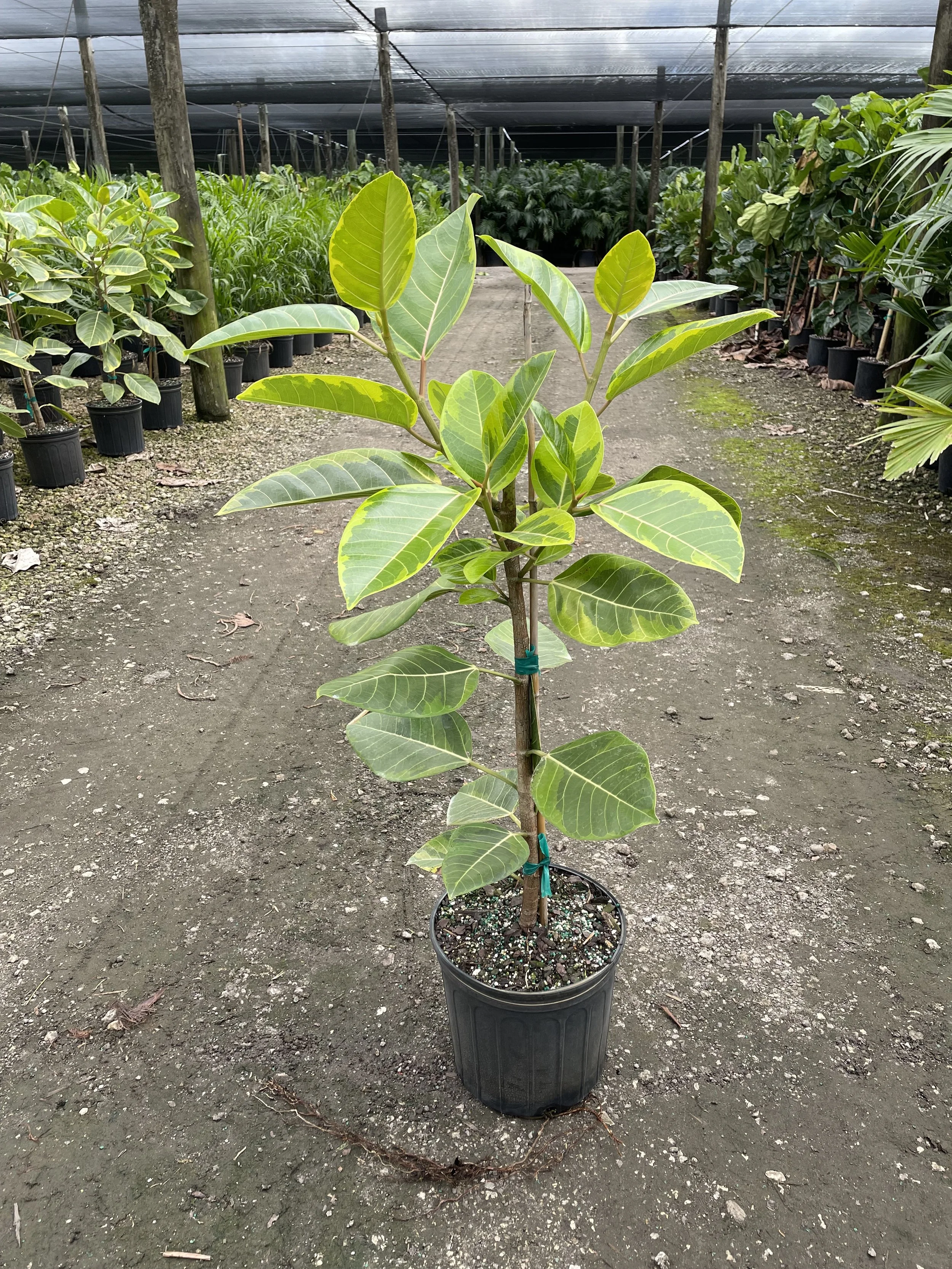 10'' Altissima STD.jpg