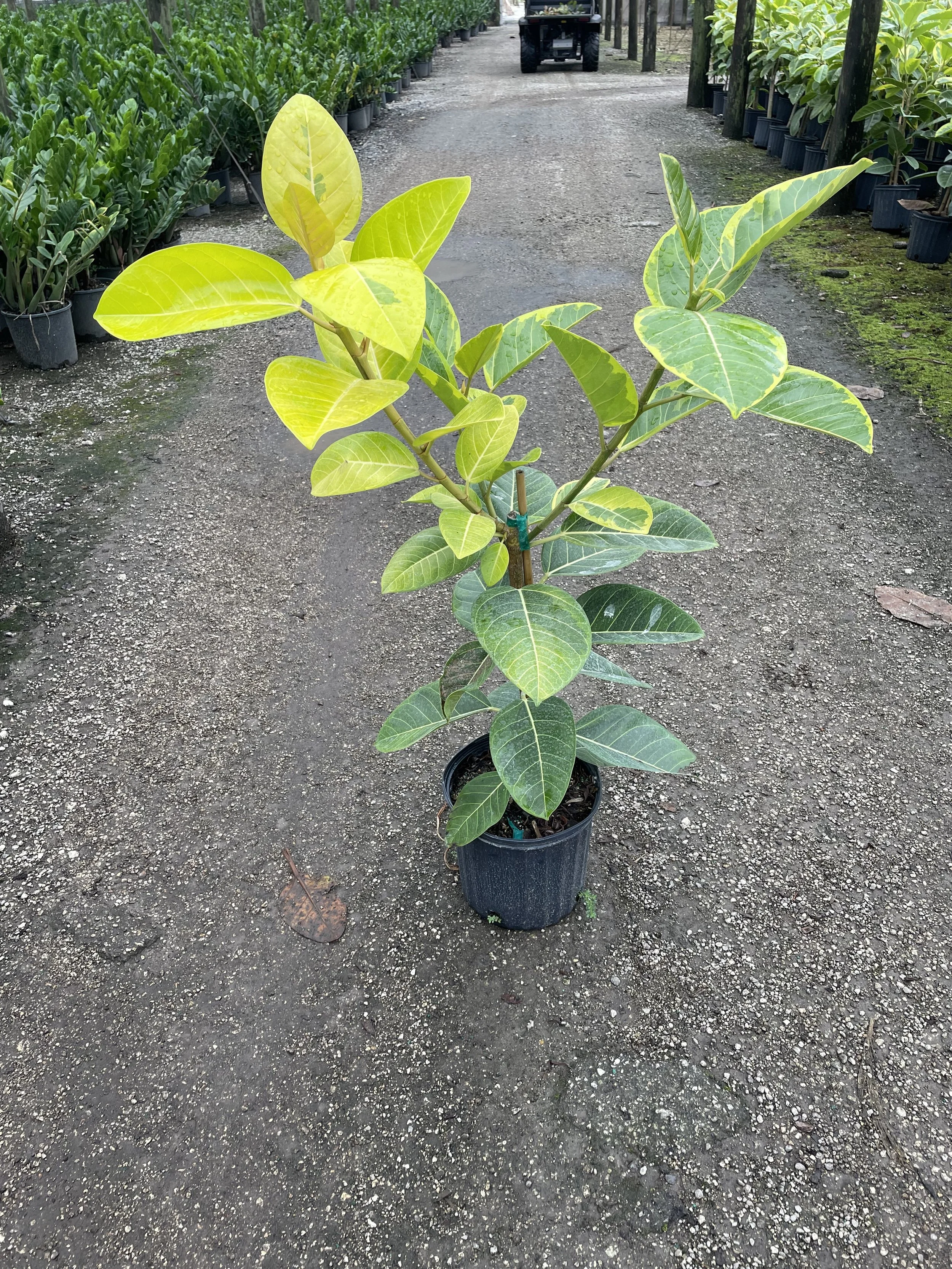 10'' Altissima (2).jpg