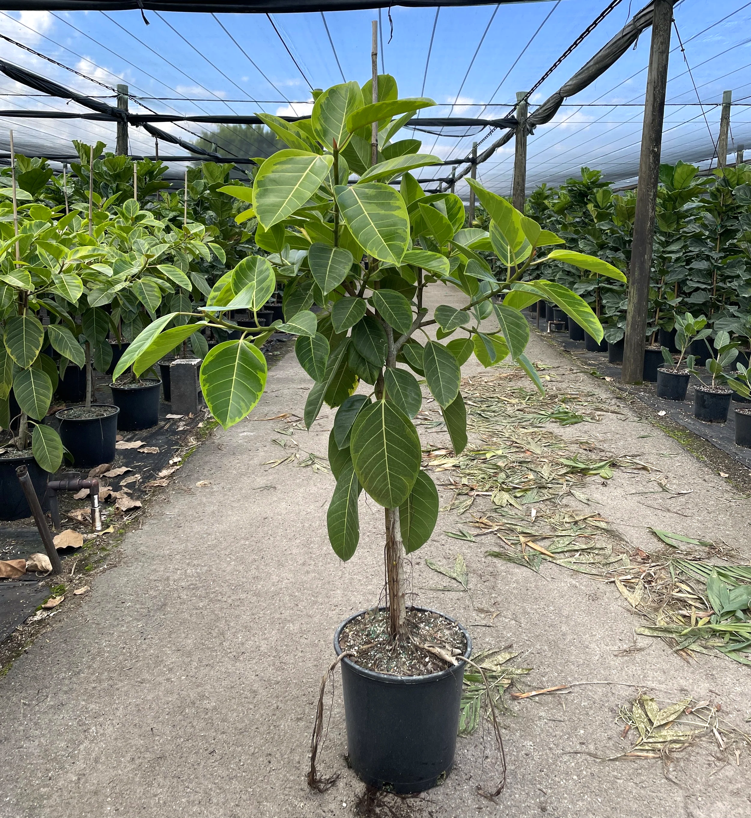 14" Ficus Altissima (yellow gem)
