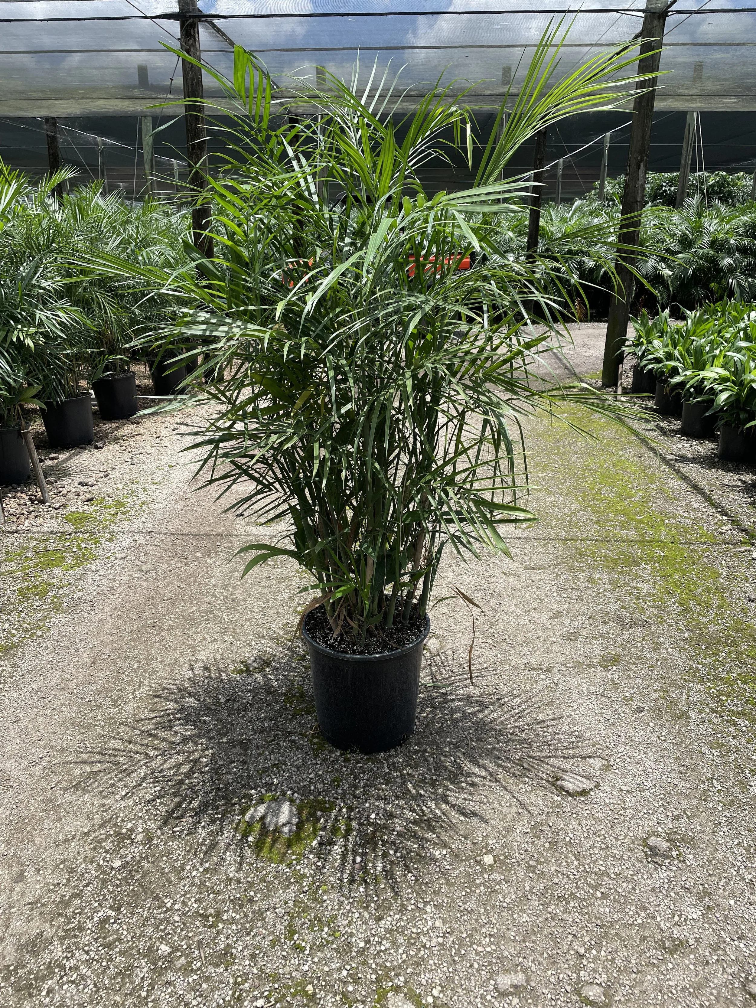 14" bamboo Seifrizii