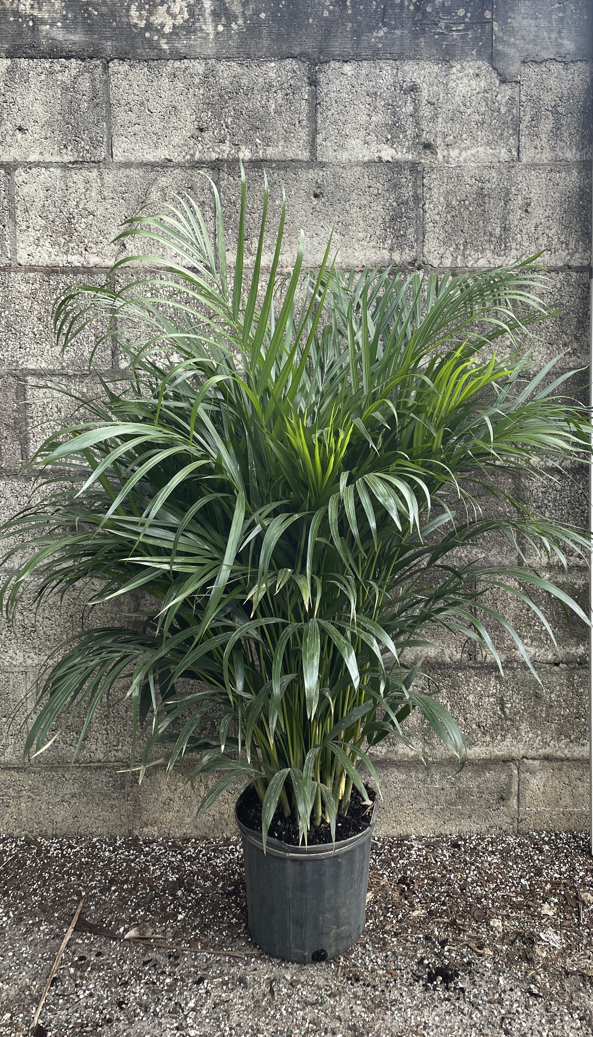 10" Areca