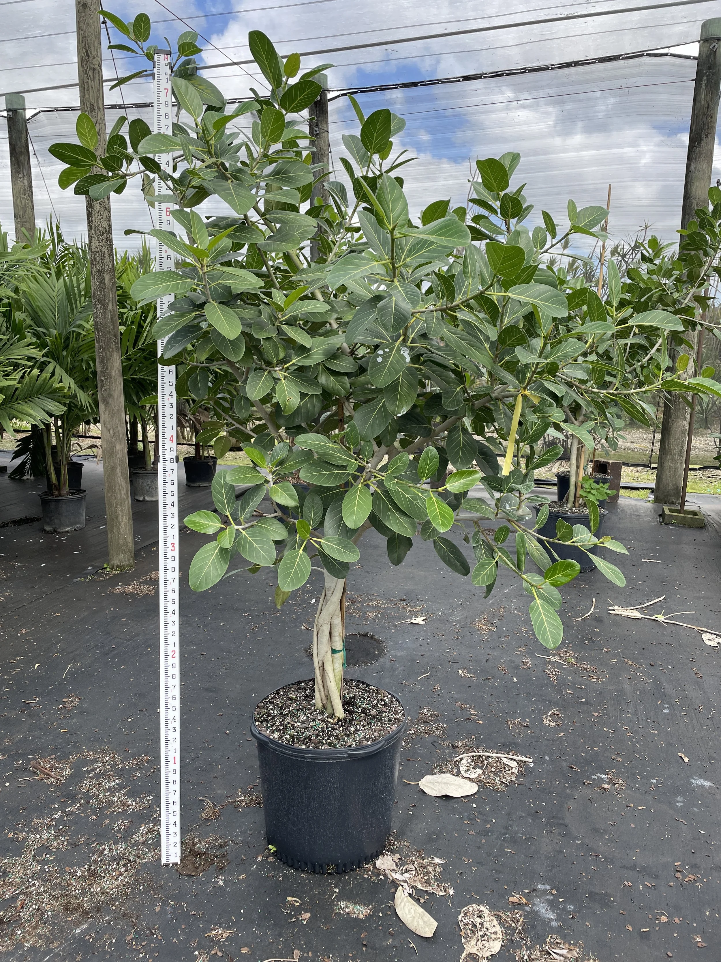 17" Ficus Audrey Standard