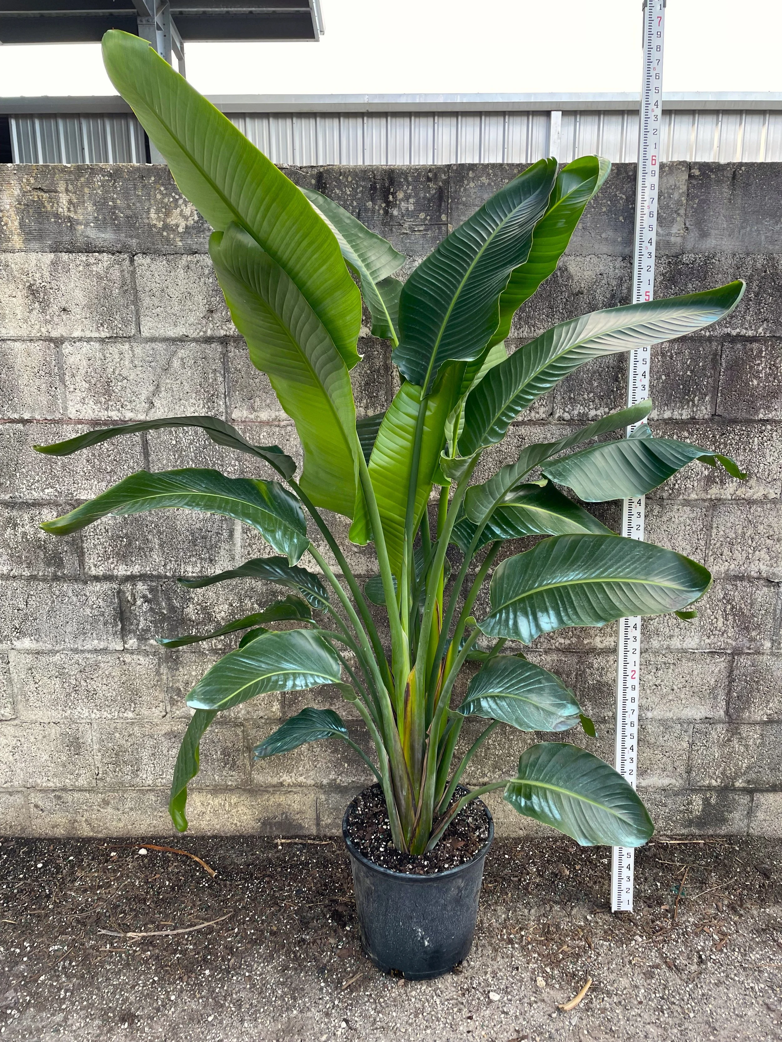 14" White bird of Paradise