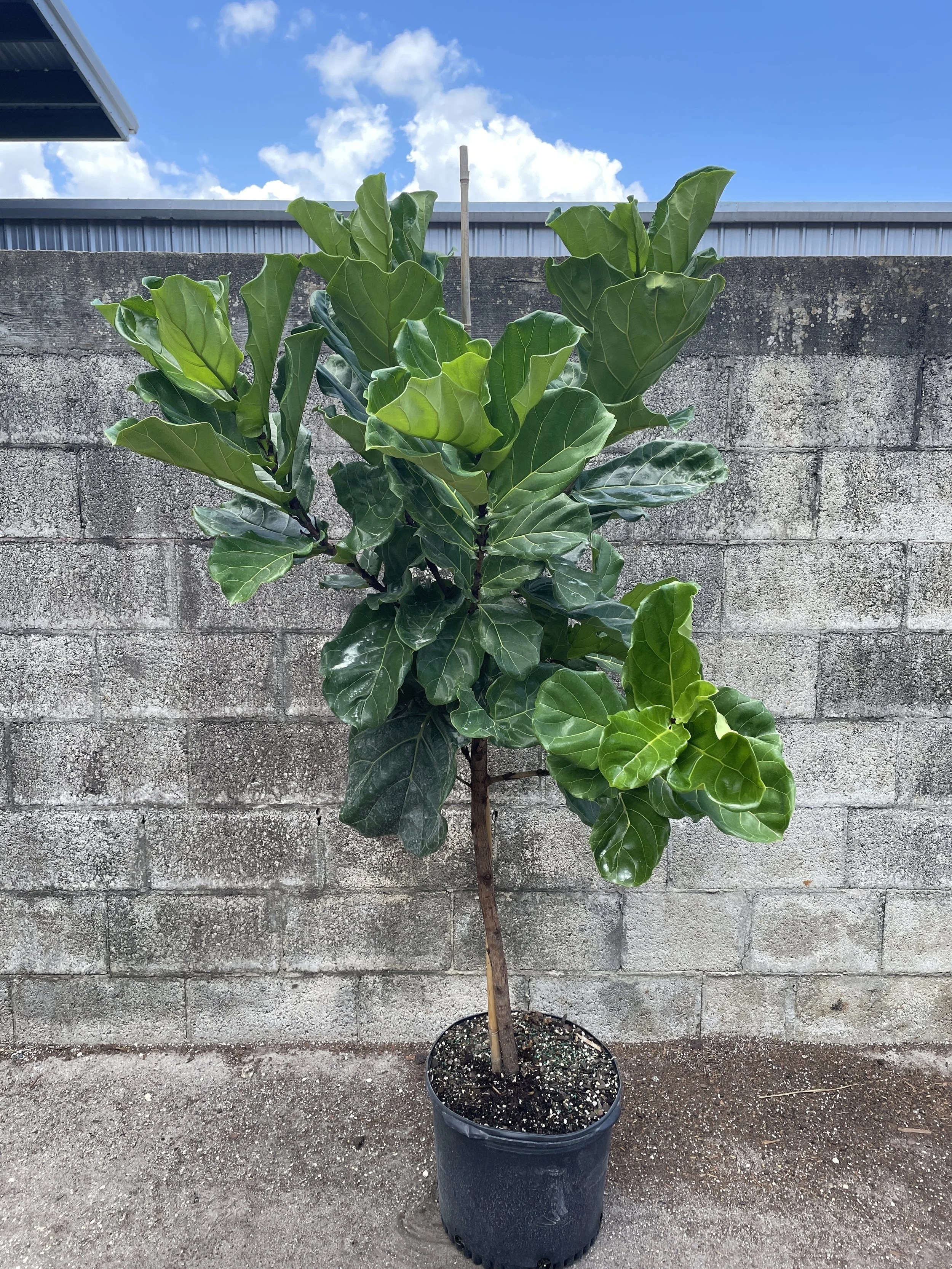 14" Lyrata Standard