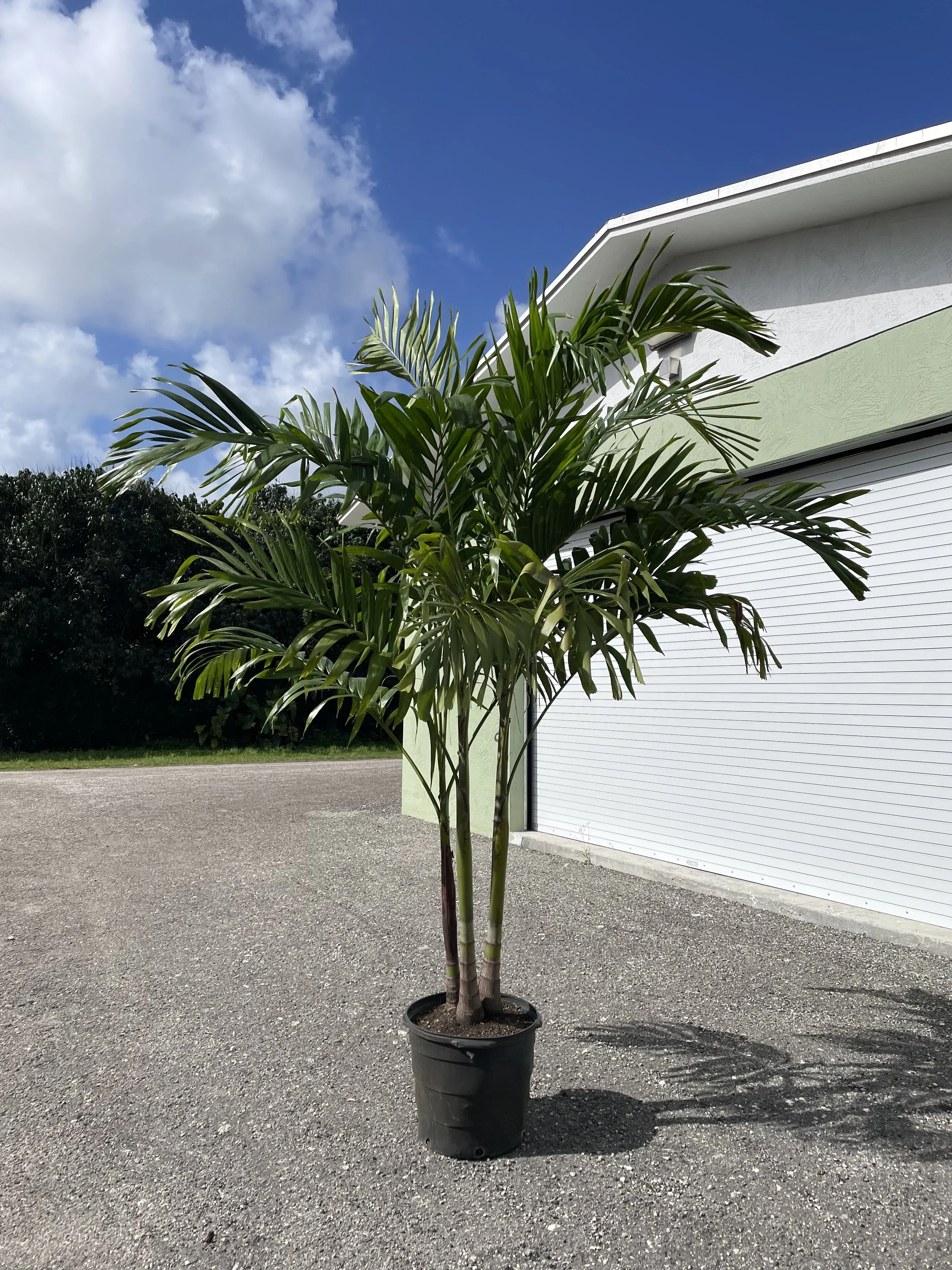 17” Adonida Palm