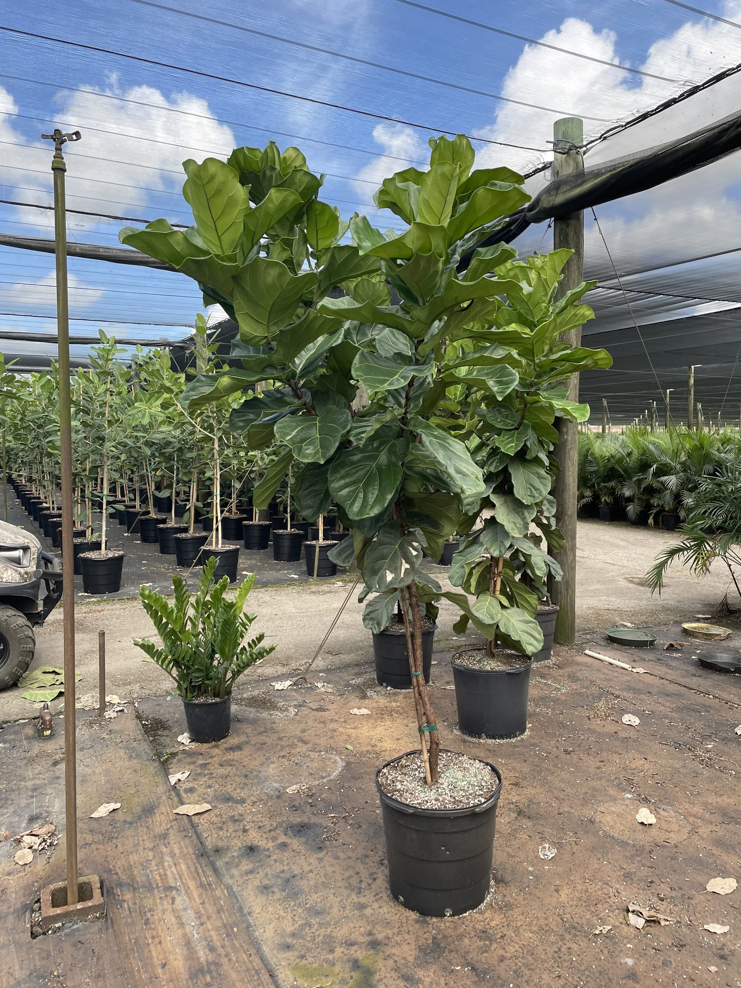 17" Ficus Lyrata STD