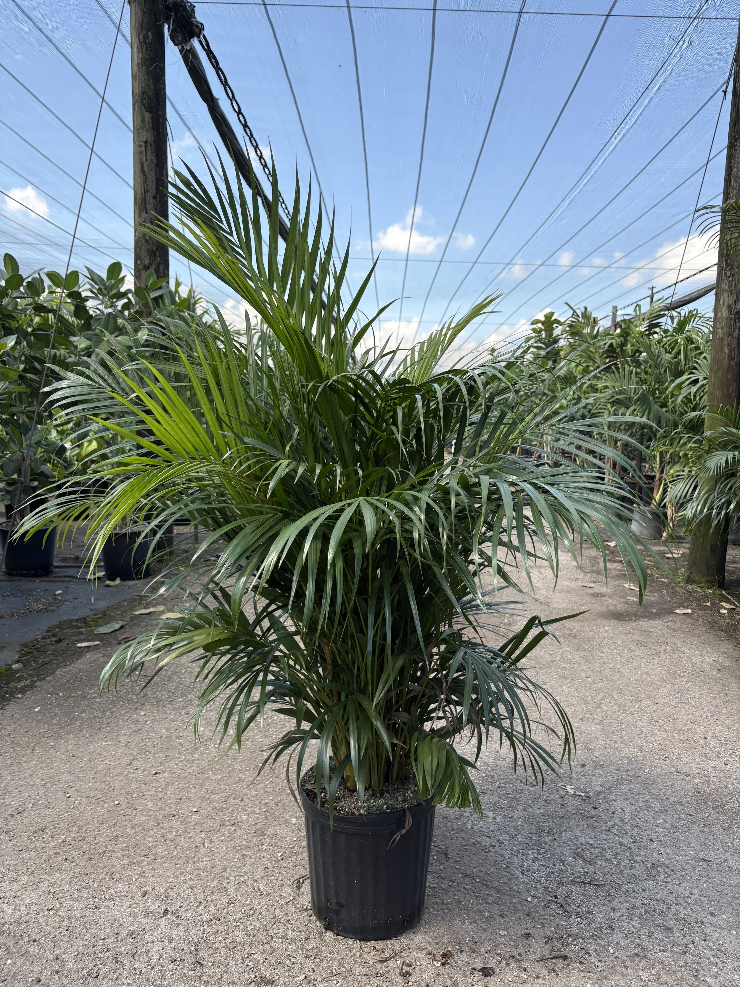 12" Areca supreme
