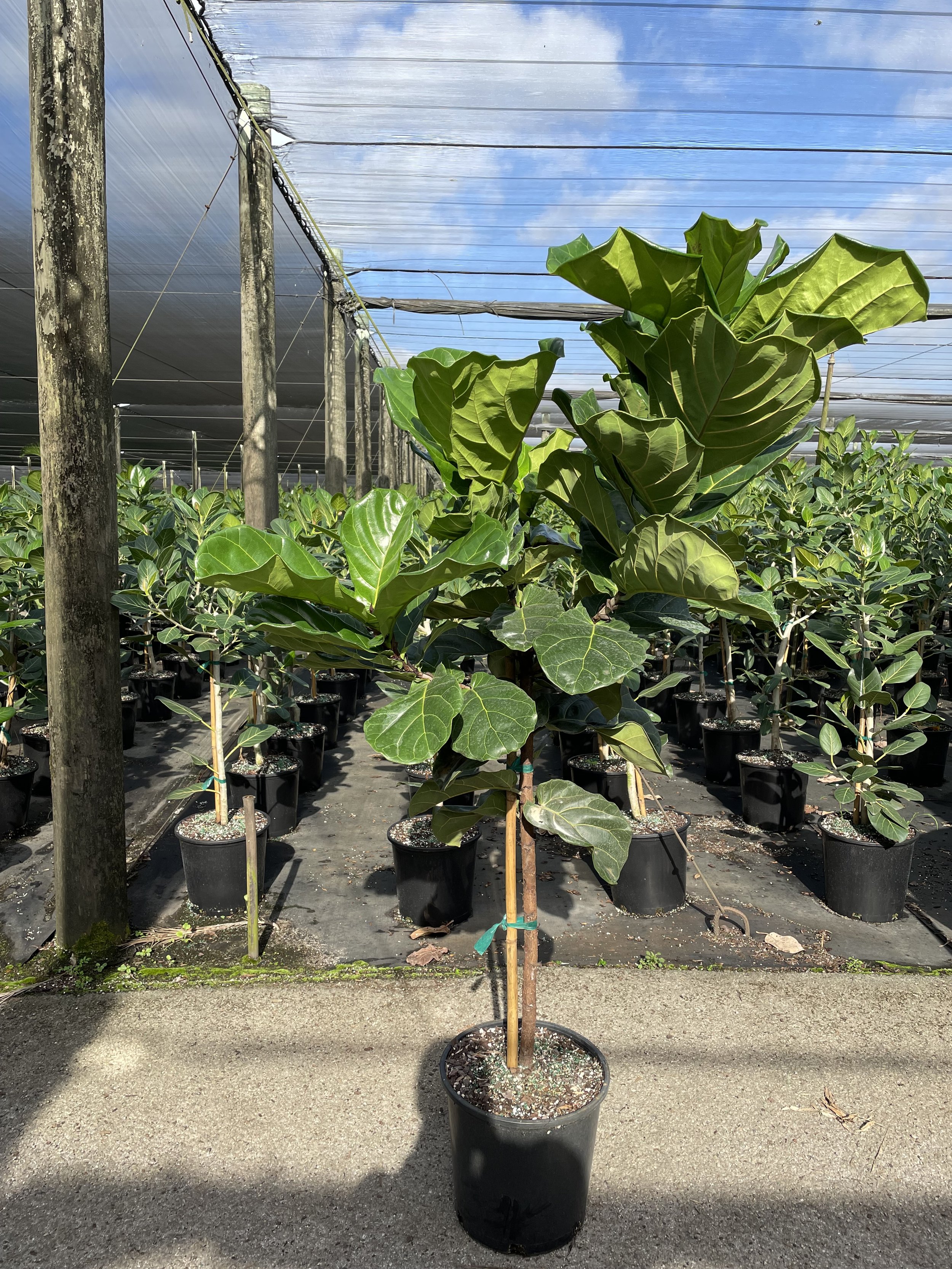 14" Ficus Lyrata Standard
