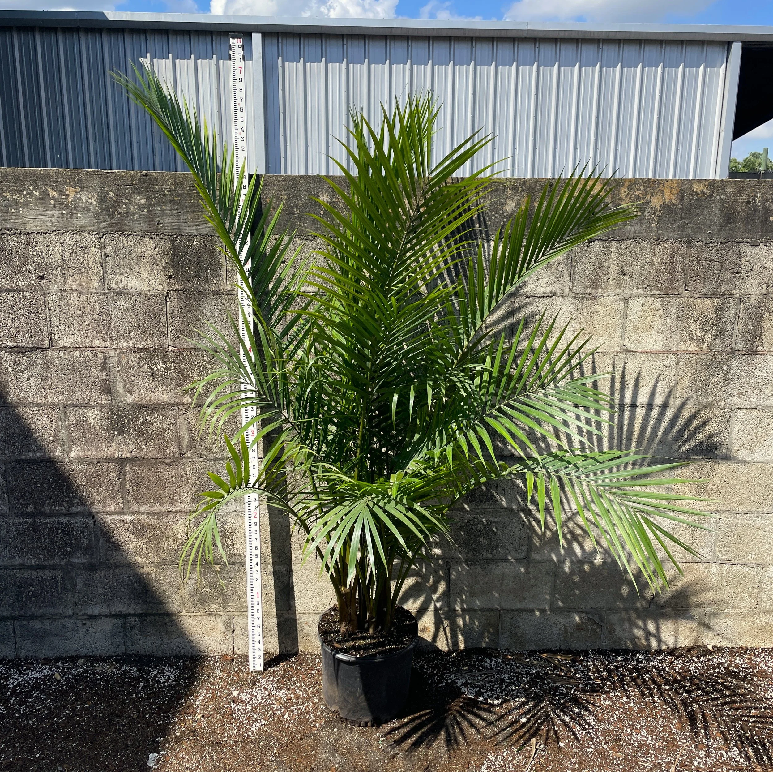 14" Majesty Palm