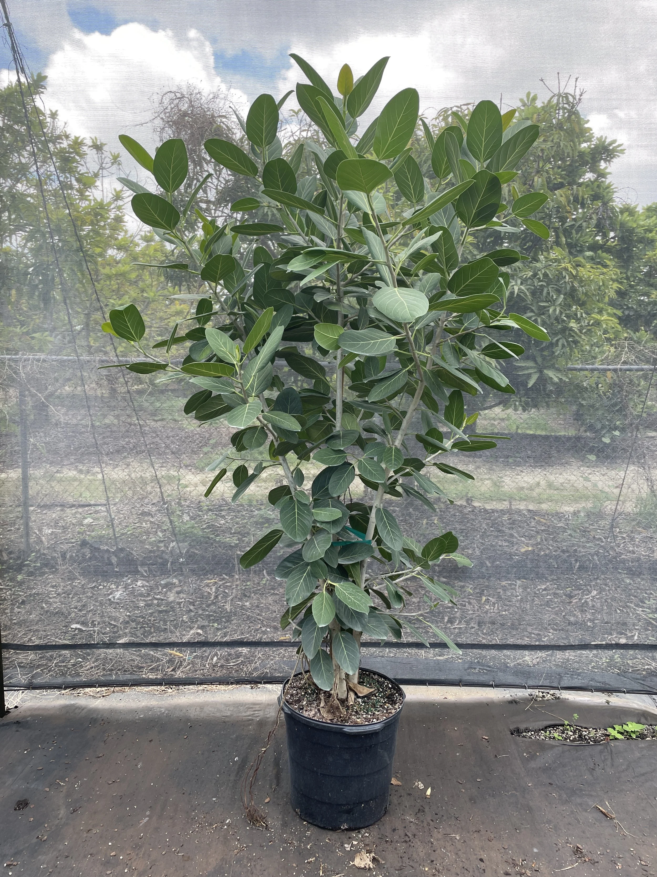 17" Ficus Audrey Bush 3ppp