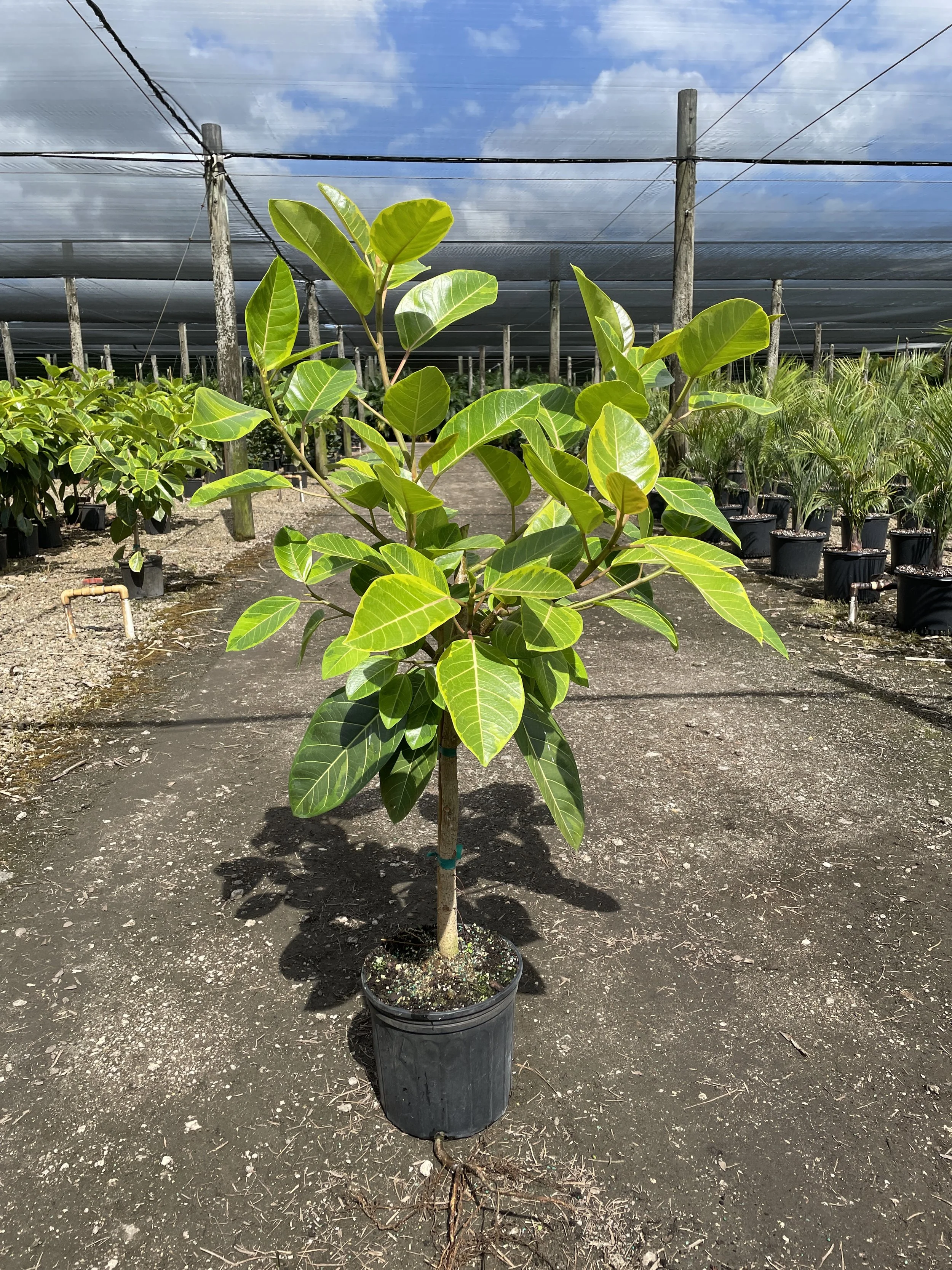 10" Ficus Altissima (Variegated) 