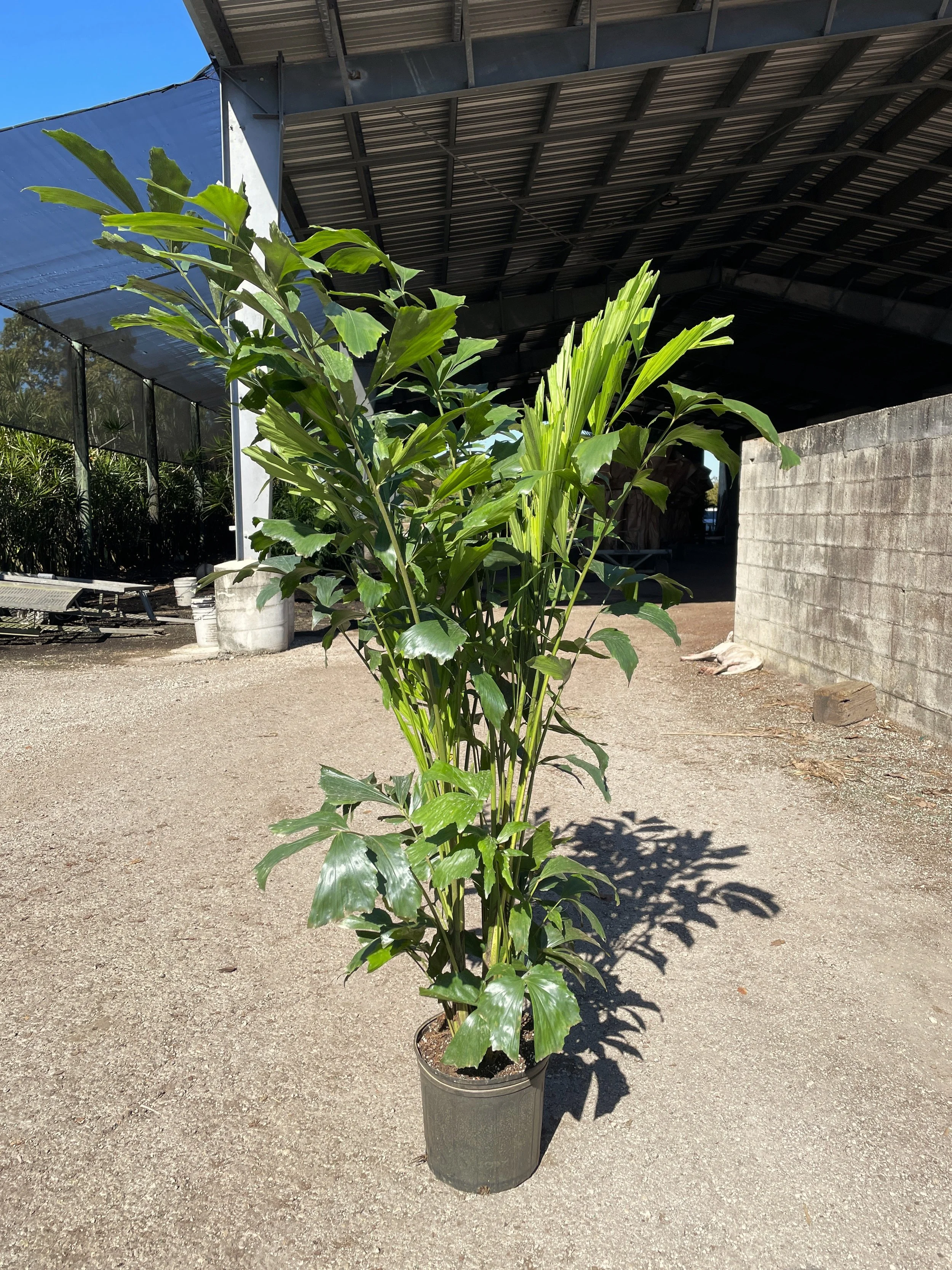 10"  Imperial Fishtail  