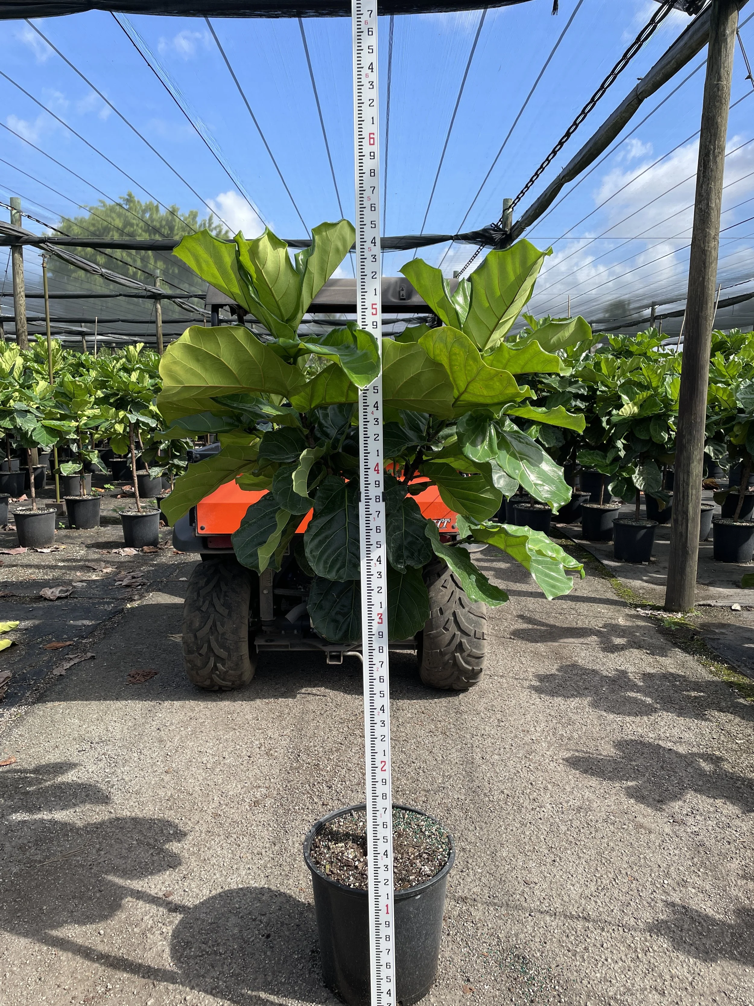 14" Lyrata Standard