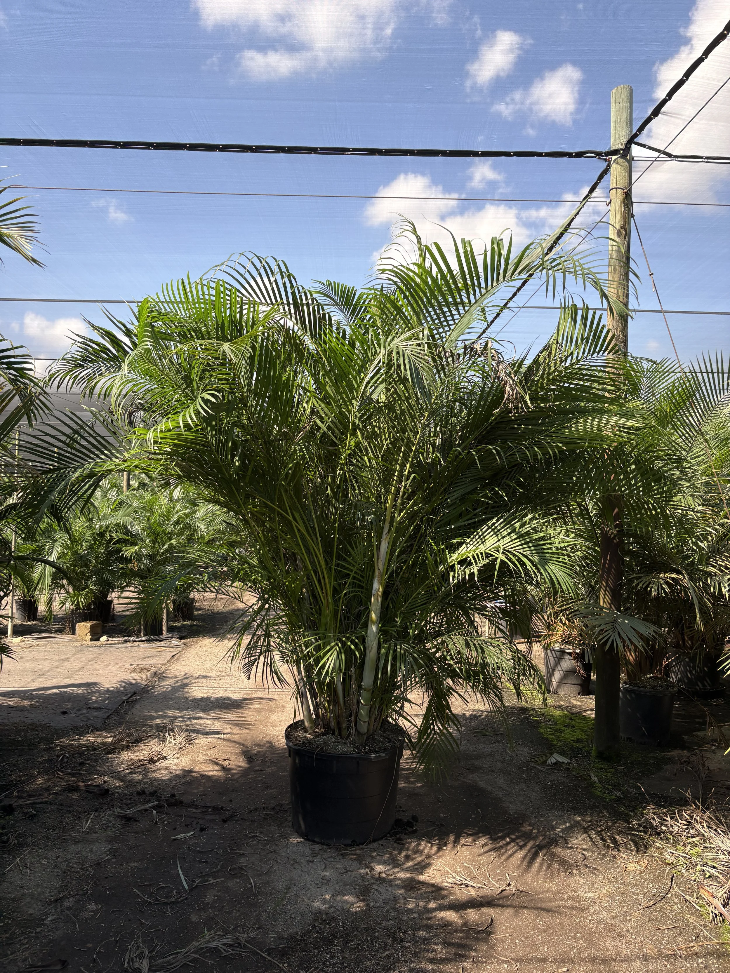 21" Areca Supreme